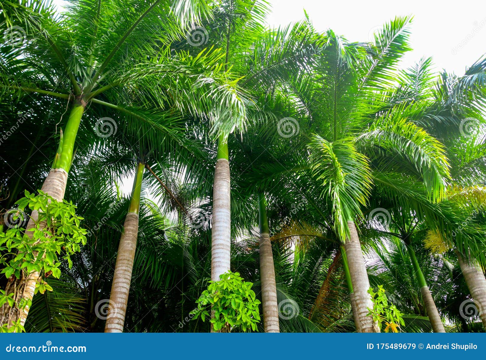 Beautiful Palm Trees in the Park Stock Image Image of island, leaves