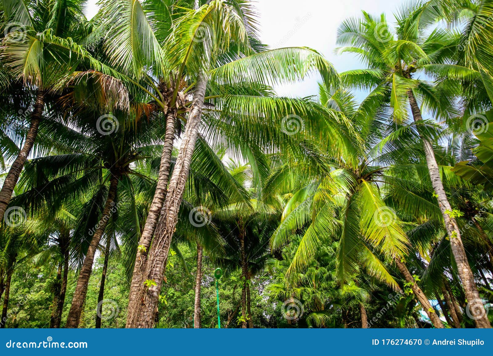 Beautiful Palm Trees in the Park Stock Photo Image of leaves, green