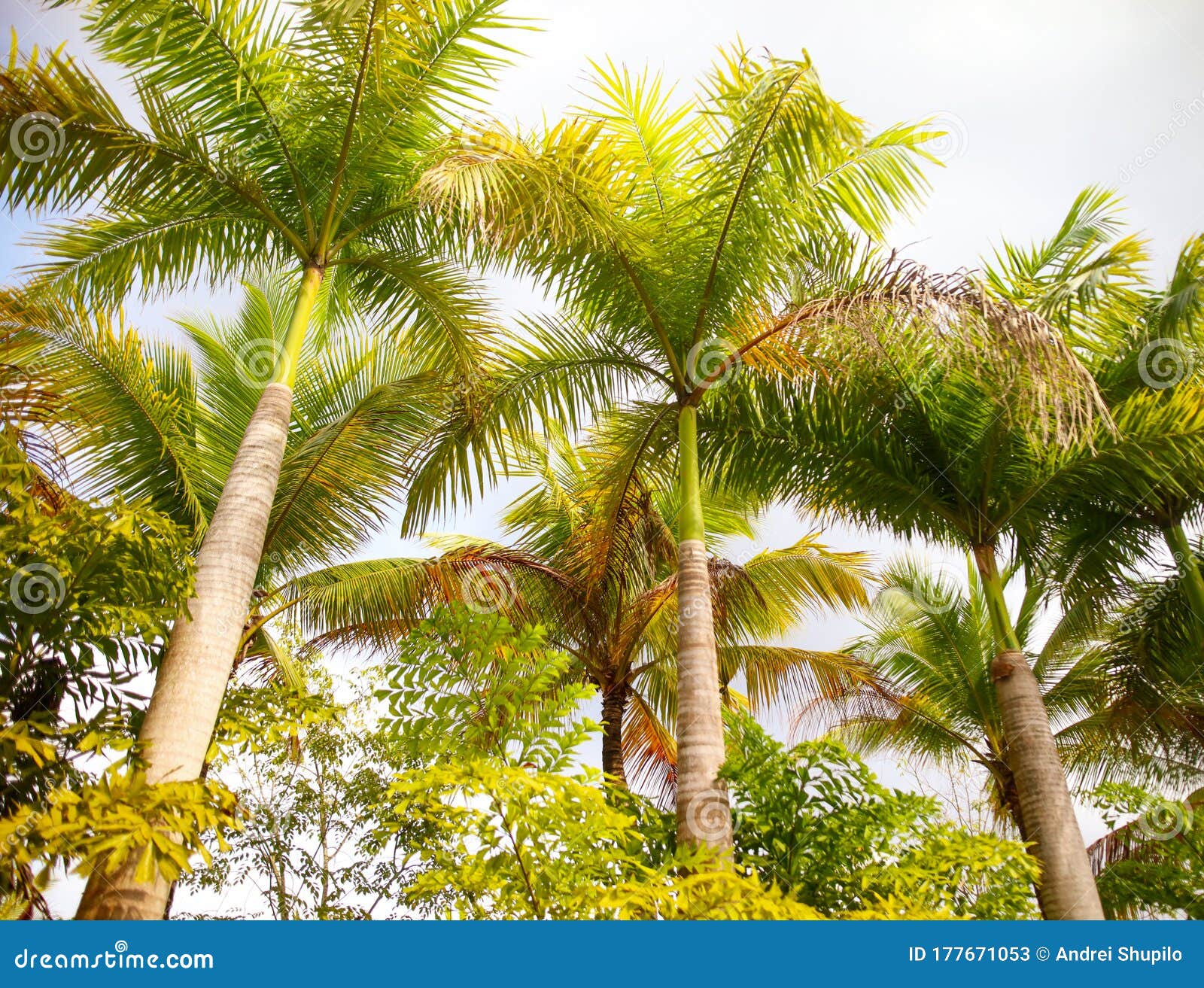 Beautiful Palm Trees in the Park Stock Image Image of travel, coconut