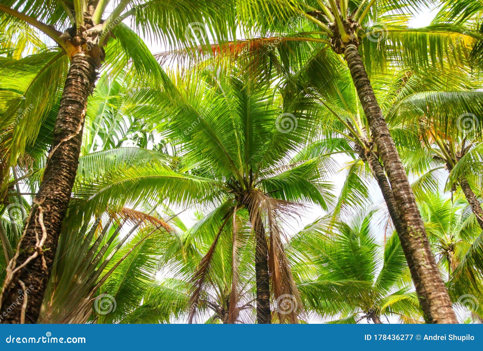 Beautiful Palm Trees in the Park Stock Image Image of plant, leaf