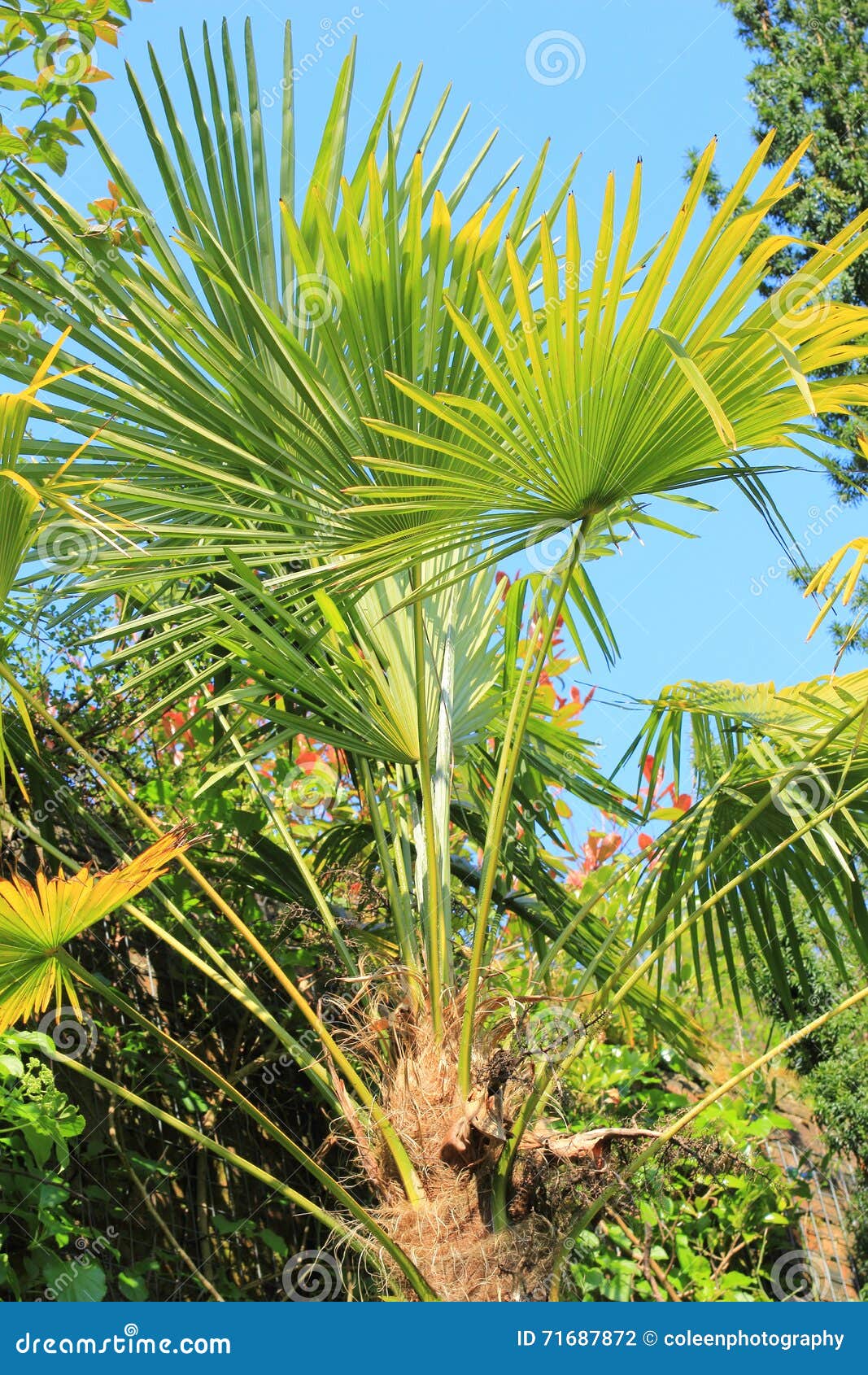Beautiful Palm Trees in the Spring Garden Stock Photo Image of plants