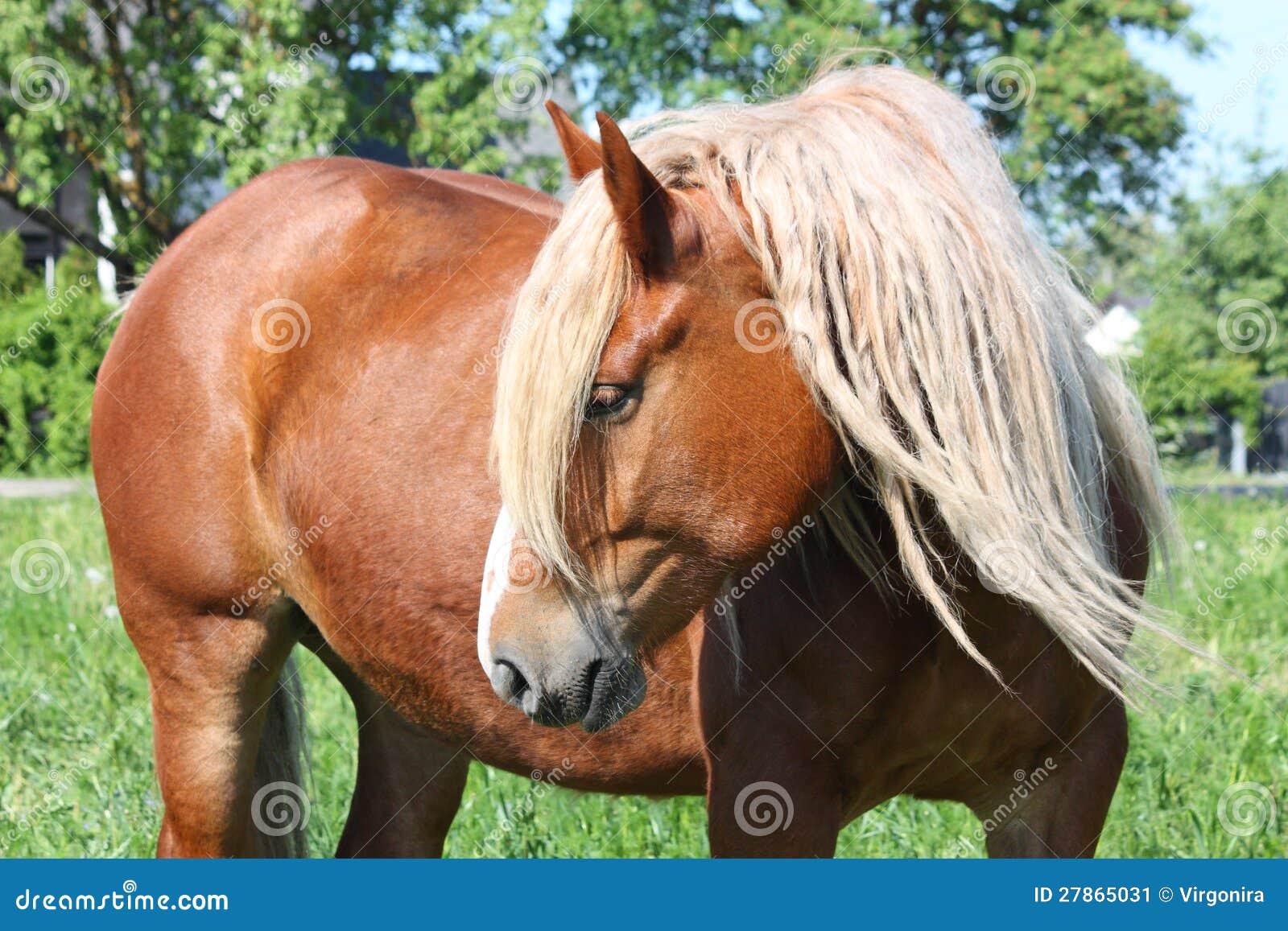 Ardennes horse on blue sky stock photo. Image of dray - 7500106