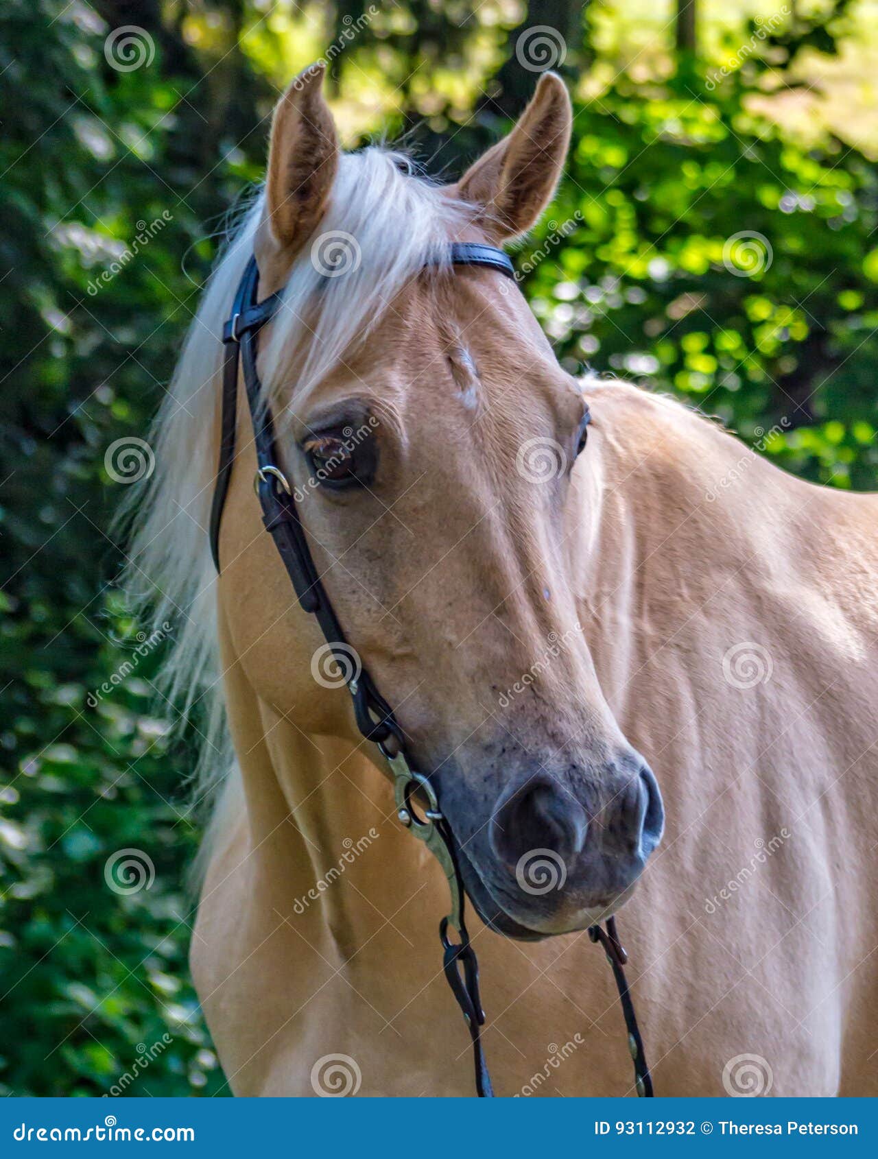 palomino stallion of quarterhorse breed. 909996 Stock Photo at Vecteezy