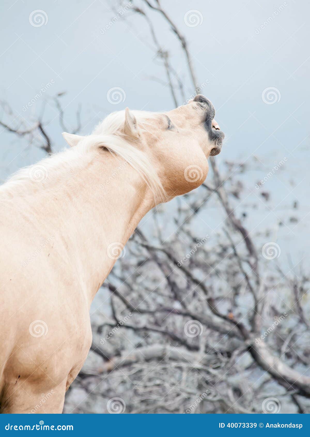 beautiful palomino stallion of quarterhorse breed