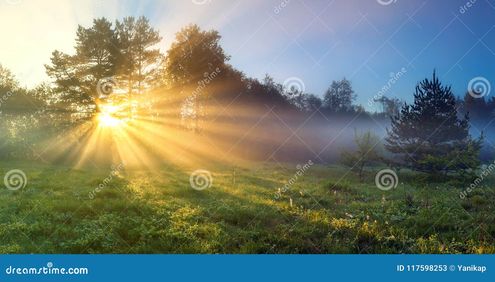 panorama landscape with sun and forest and meadow at sunrise