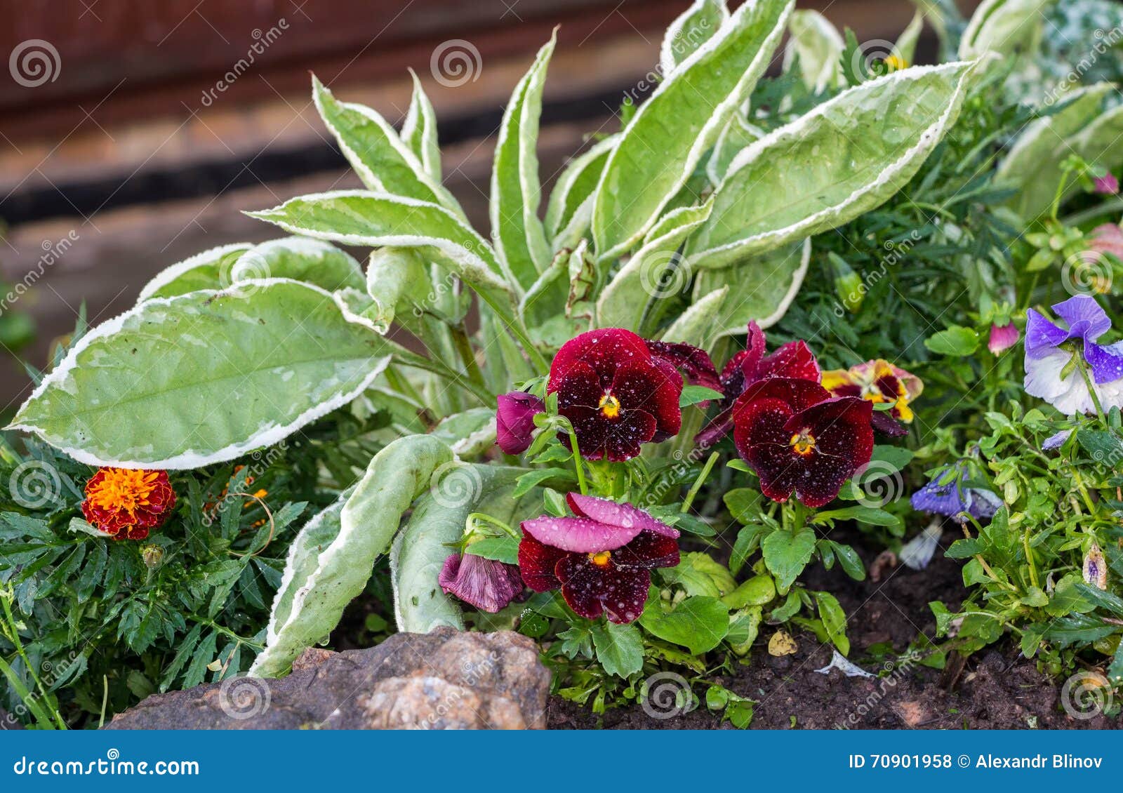 Beautiful Pansies Close Up in Garden. Spring Flowers Stock Photo ...