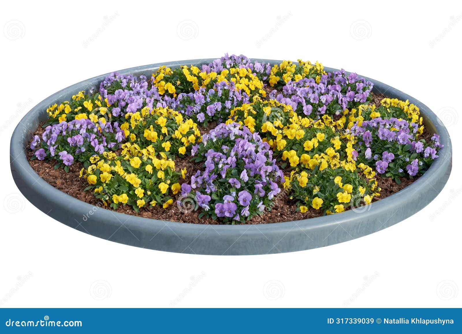 beautiful pansies, violets, violas growing on the flowerbed. violet tricolor spring flowers on flowerbed,  on white
