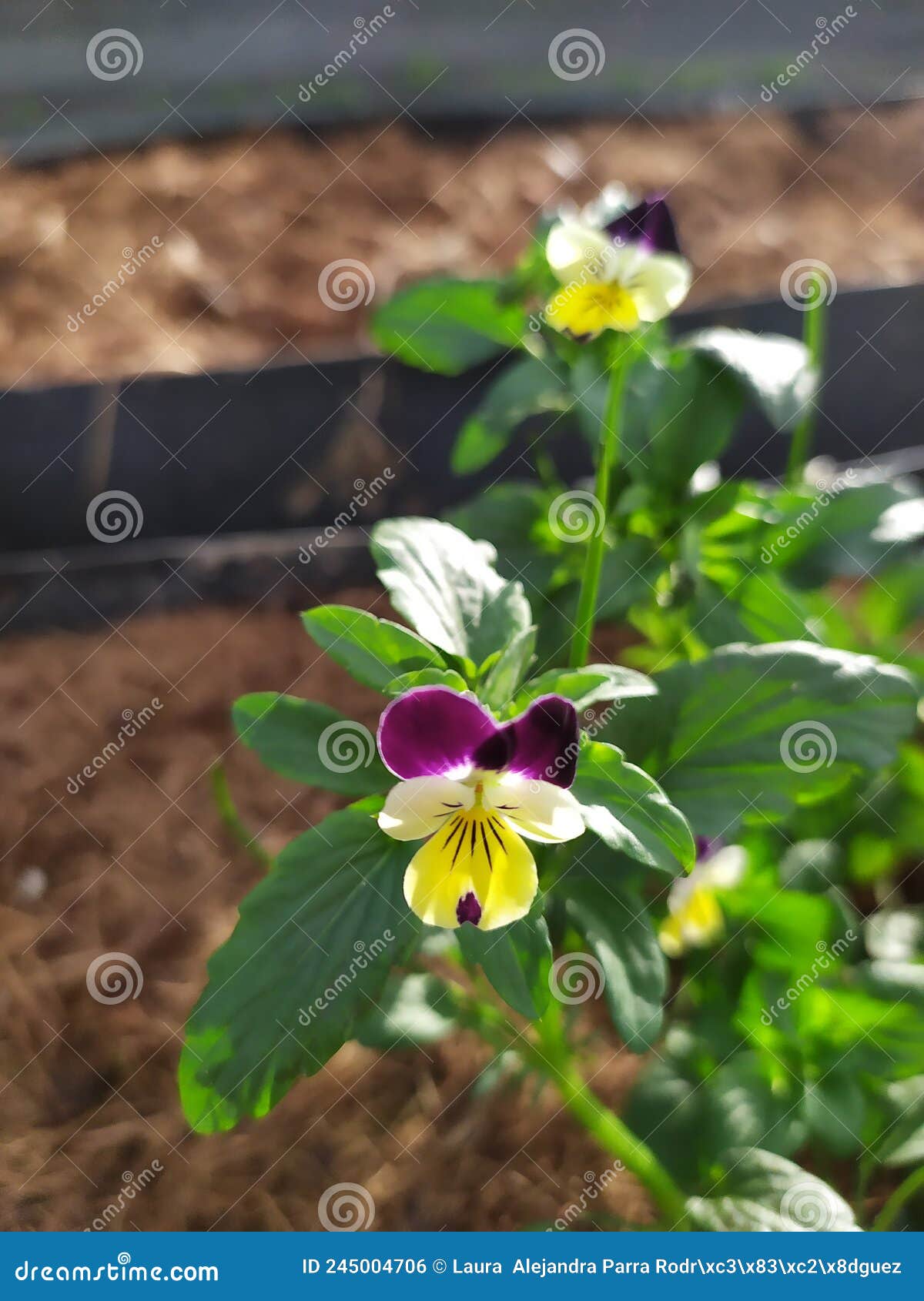 beautiful pansy flower in a vegetable patch. una bella flor viola en un huerto.