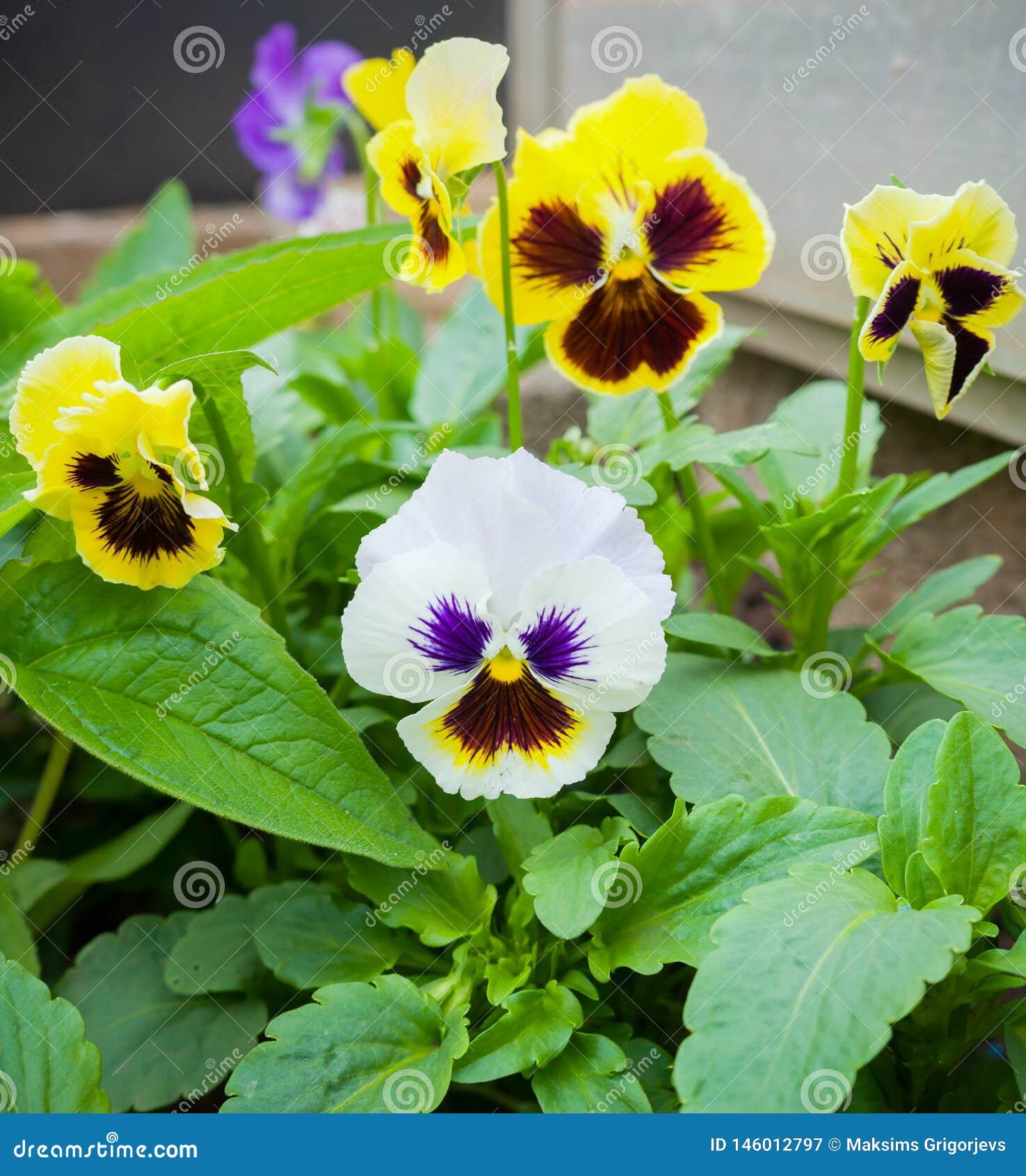 Beautiful Pansy Flowers in Summer Garden Park Stock Image - Image of ...