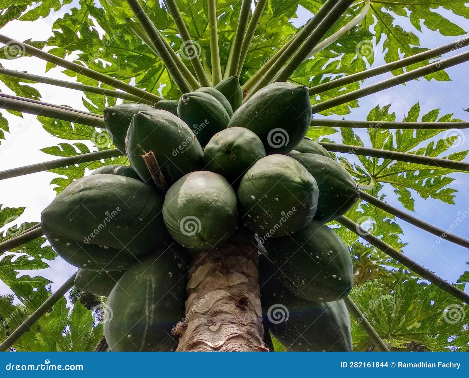 Beautiful Papaya Fruits on the Tree Stock Photo Image of fruits