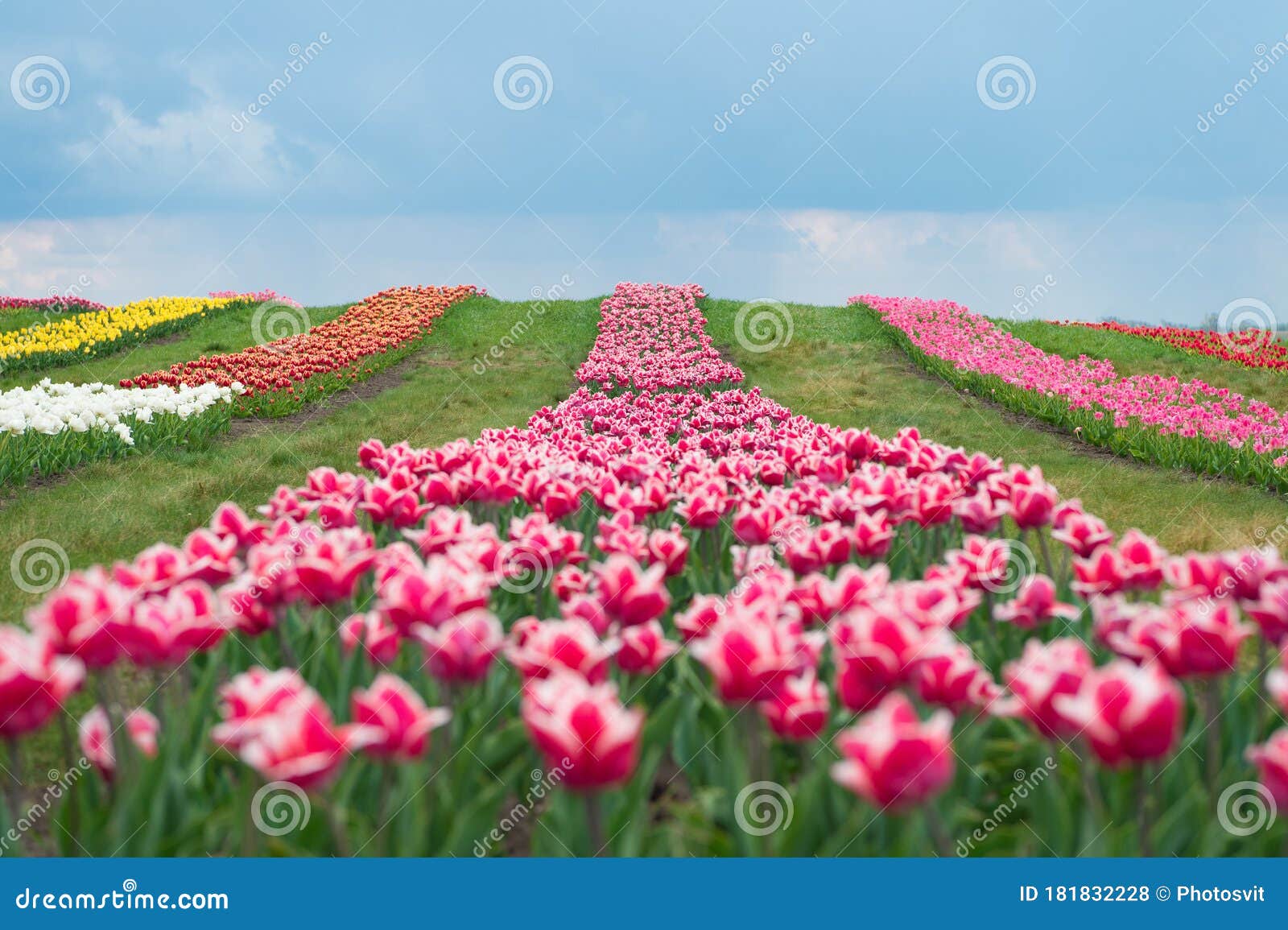 Tulip Fields in Europe - Beautiful Photos of Tulip Fields