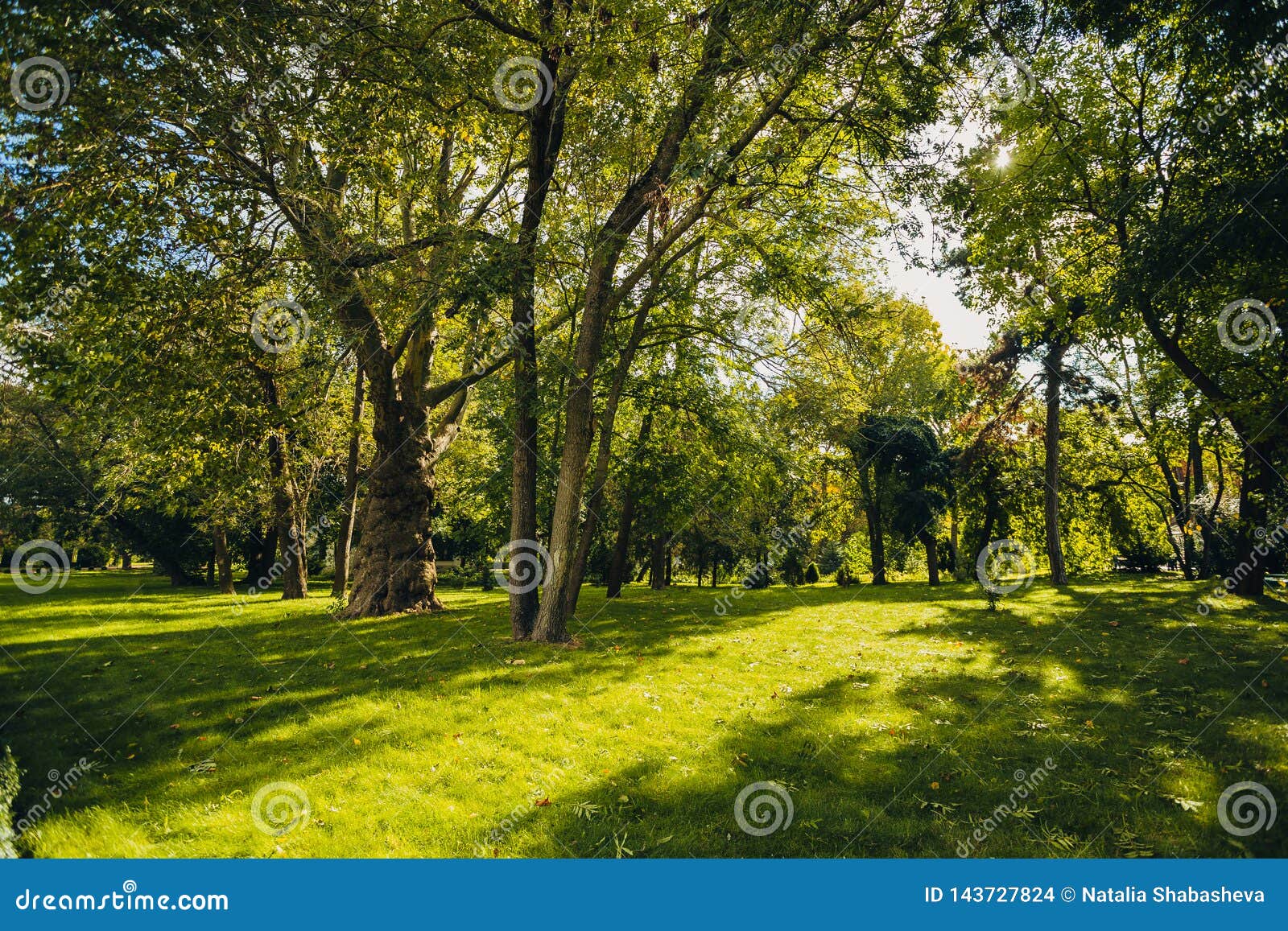 Beautiful Park Scene in Public Park with Green Grass Field, Green Tree ...