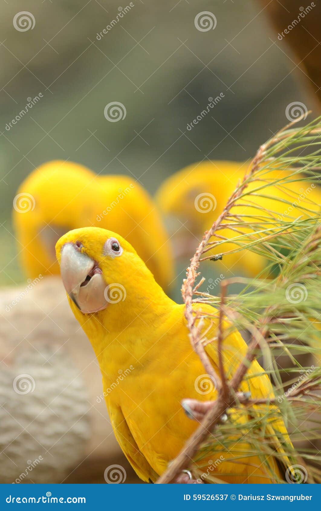 beautiful parrot in loro park in puerto de la cruz on tenerife, canary islands