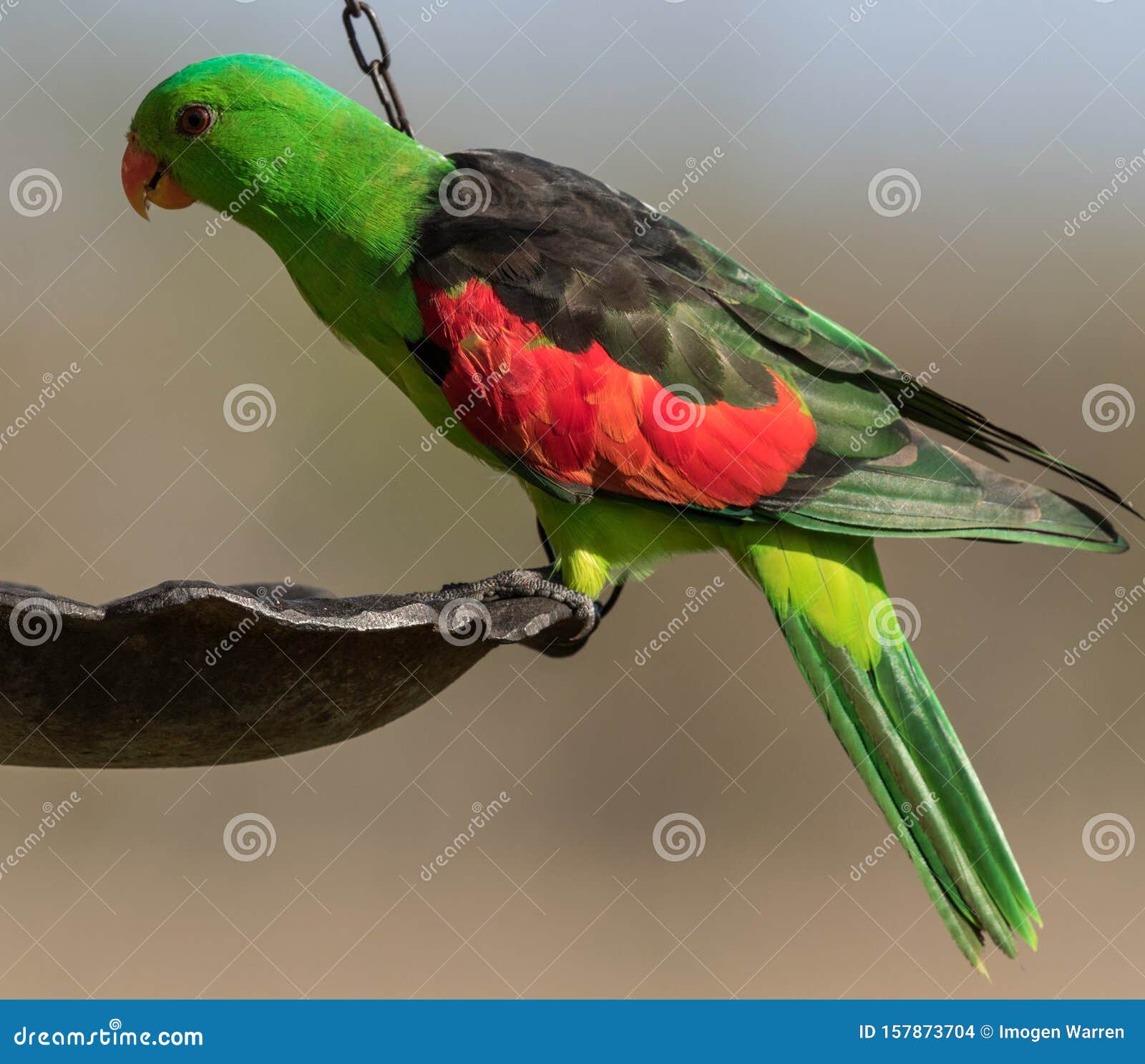 Red Winged Parrot in Australia Stock Photo Image of aves, colorful