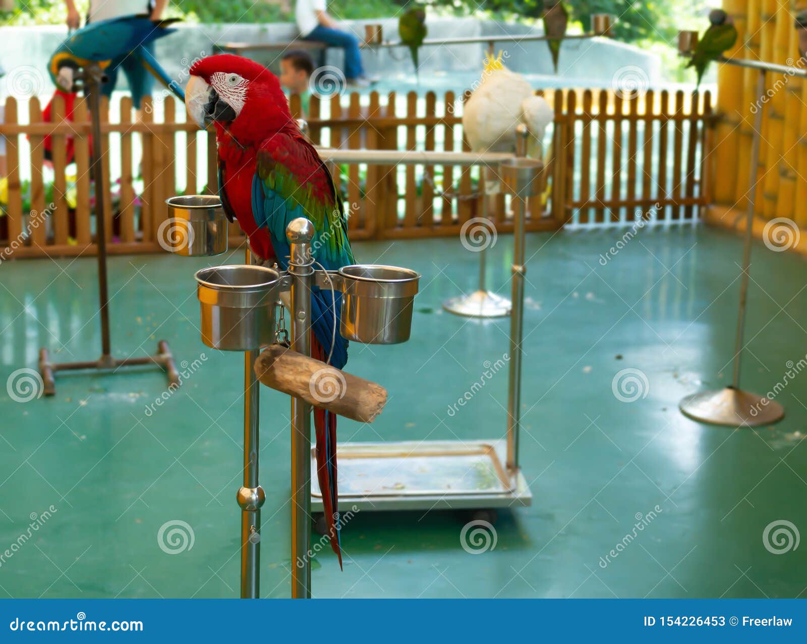 Beautiful parrots in zoo stock image. Image of plumage 154226453