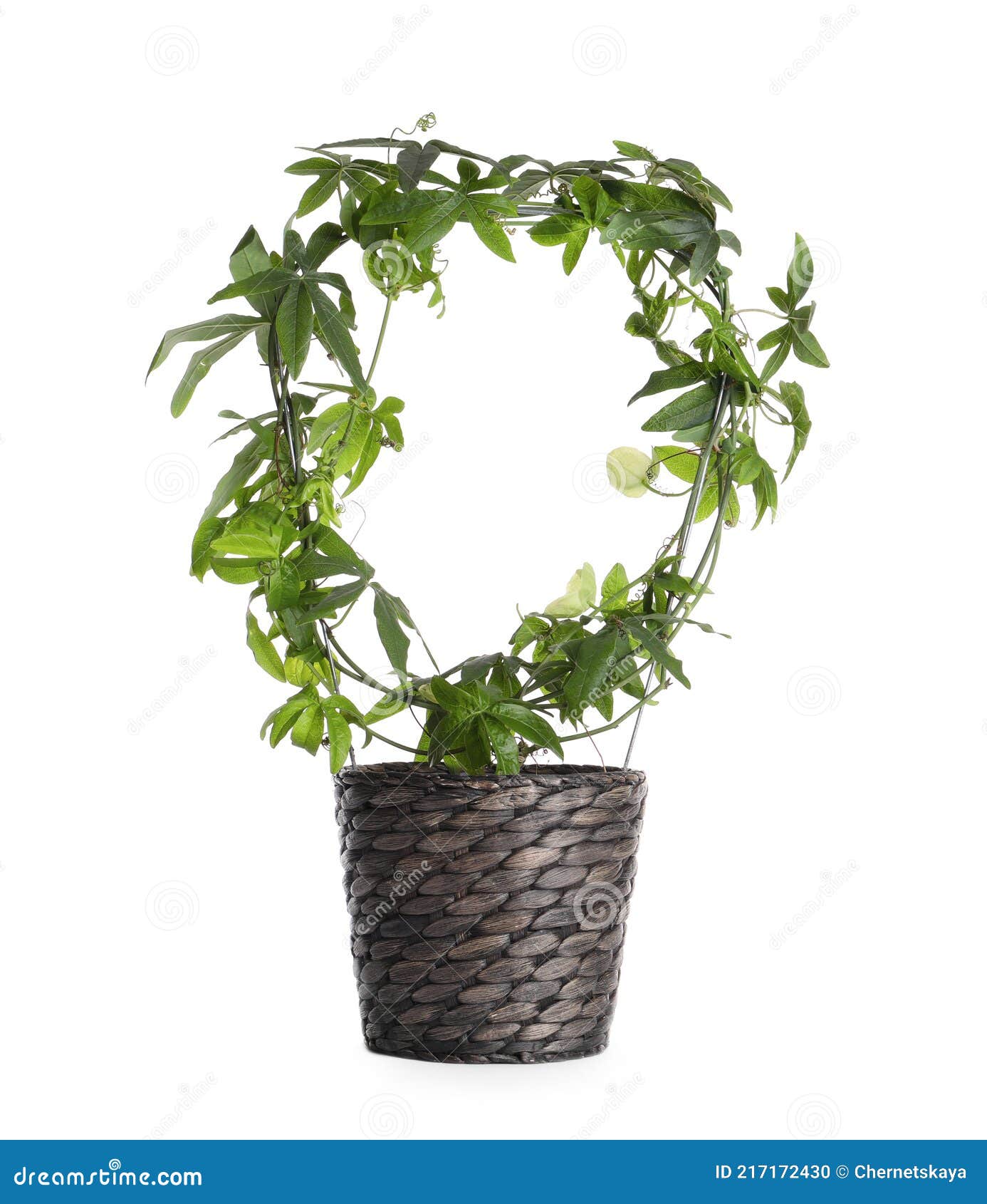 Beautiful Passiflora Plant Passion Fruit in Pot Isolated on White Stock