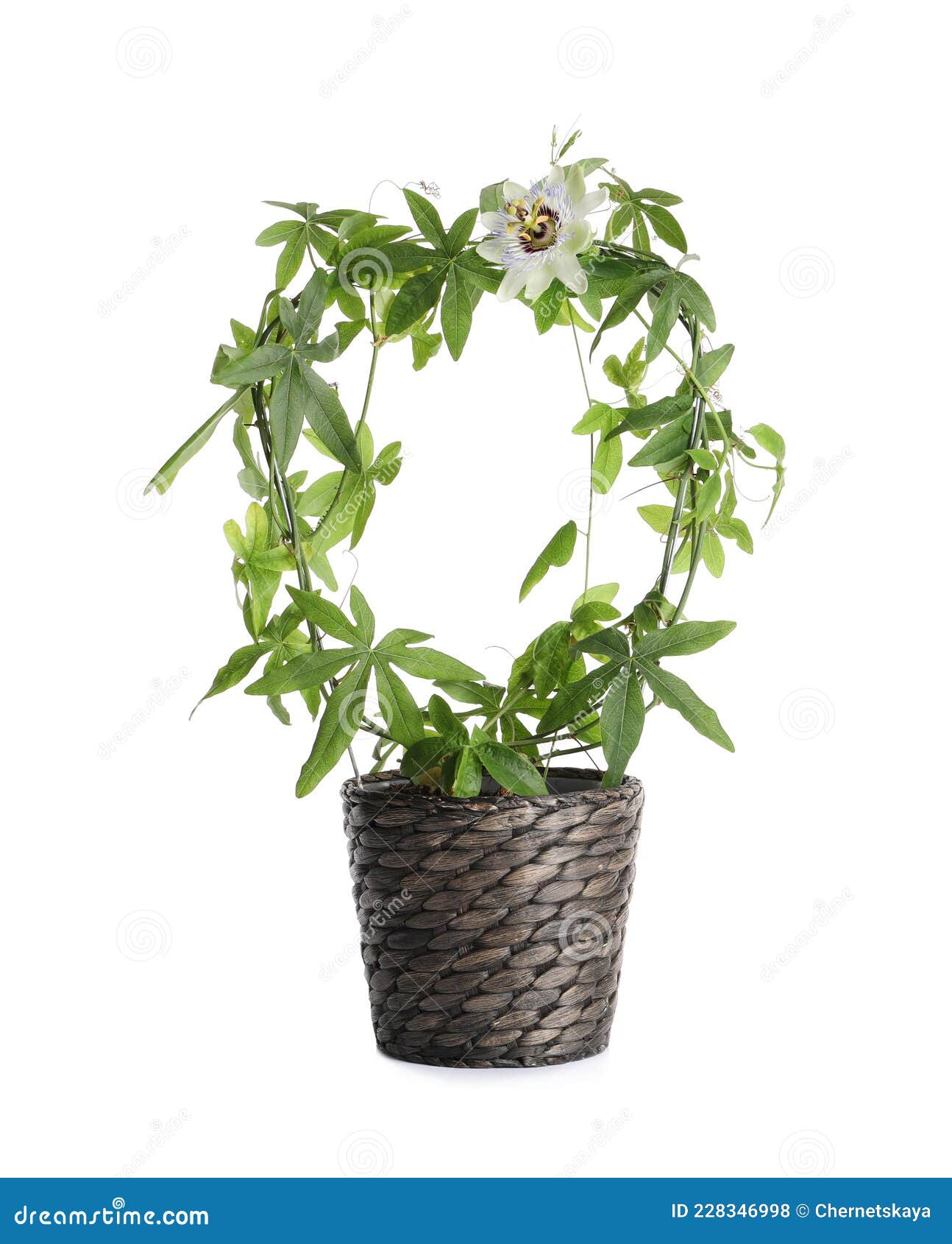 Beautiful Passiflora Plant Passion Fruit in Pot Isolated on White Stock