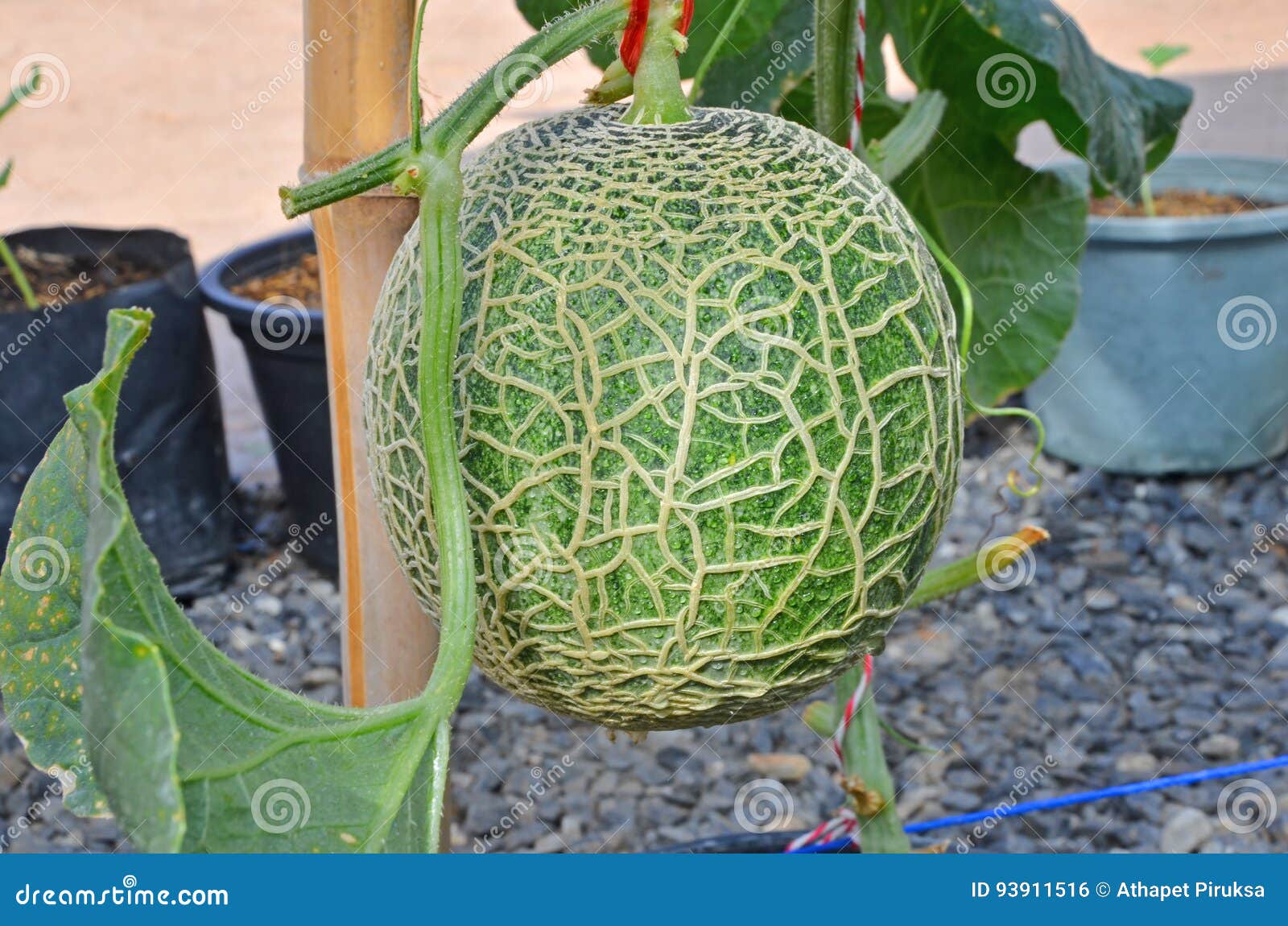 Beautiful Pattern on Melon Skin Stock Photo Image of greenhouse, harvest 93911516