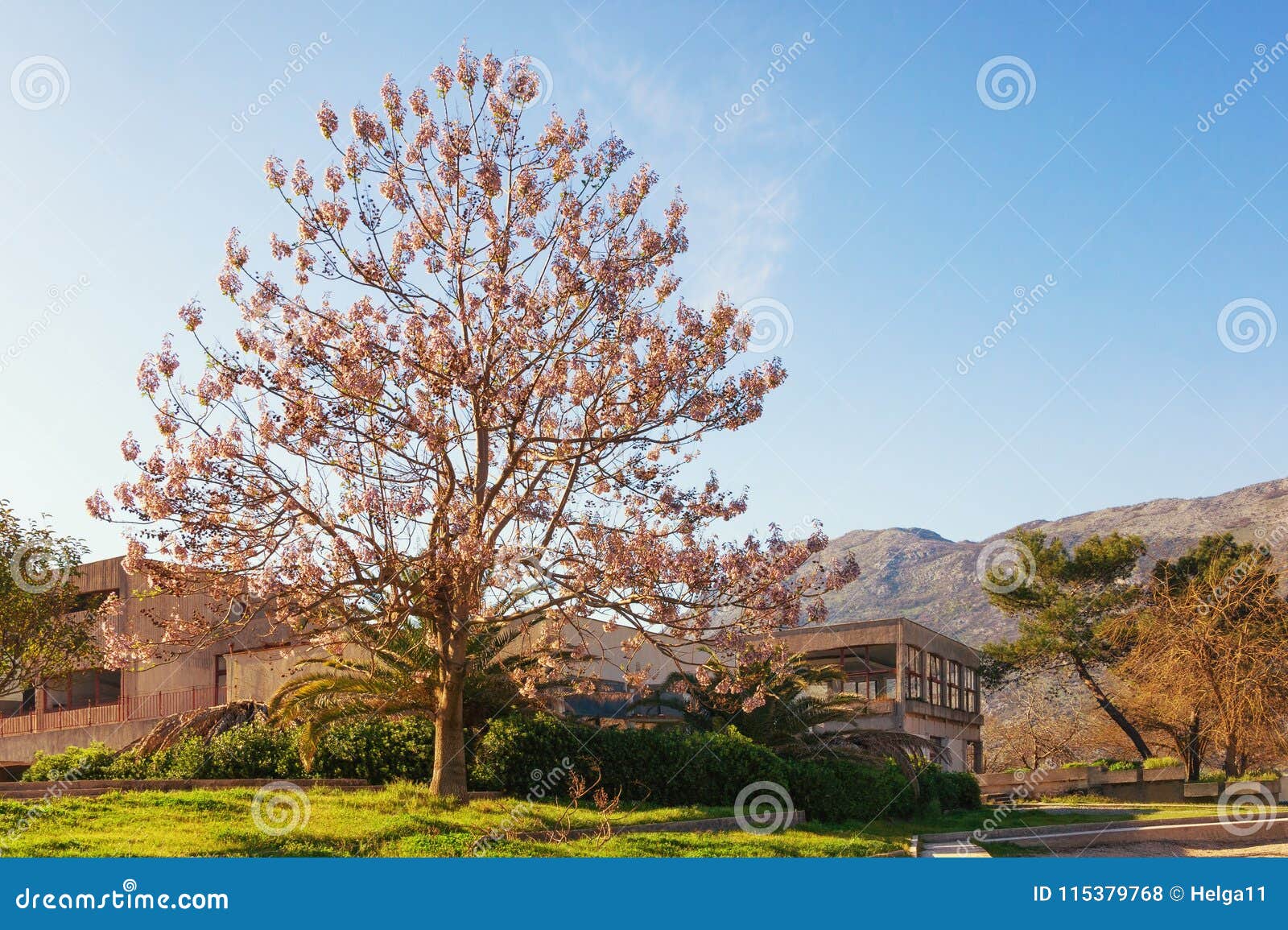 Beautiful Paulownia Tomentosa Princess Tree in Bloom on Sunny Spring ...