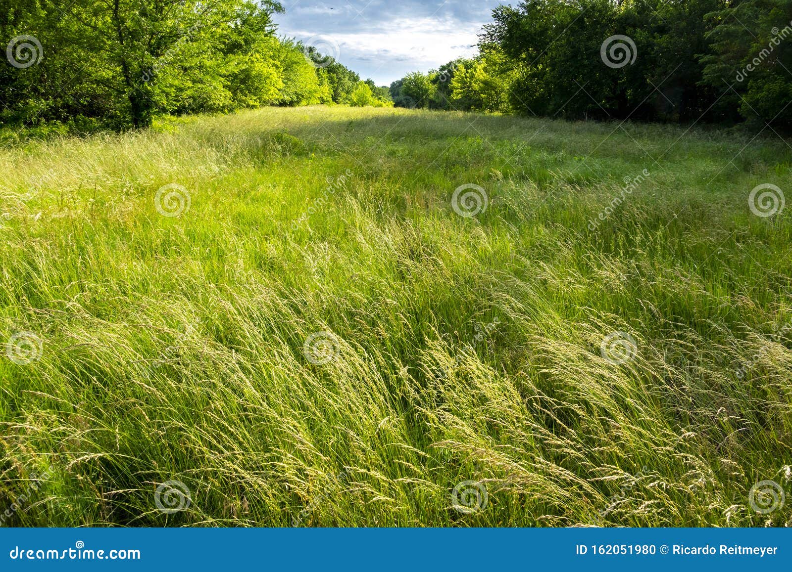 Beautiful Peaceful Tall Grass Prairie Landscape in Central Kansas Stock