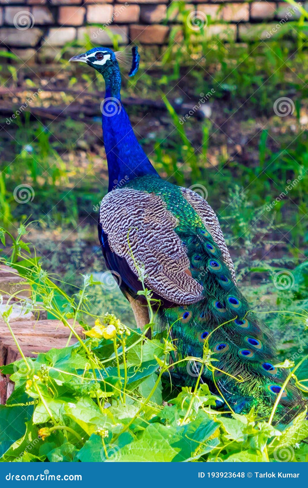 A Beautiful Peacock stock photo. Image of beautiful - 193923648