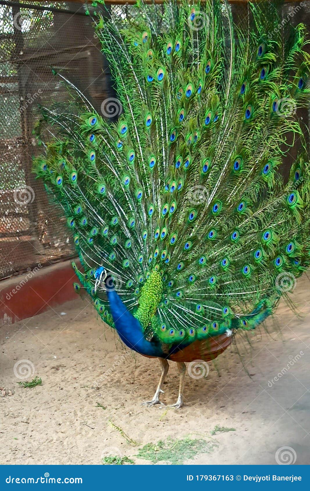A Beautiful Peacock is Dancing in the Zoo and His Colorful Wings ...