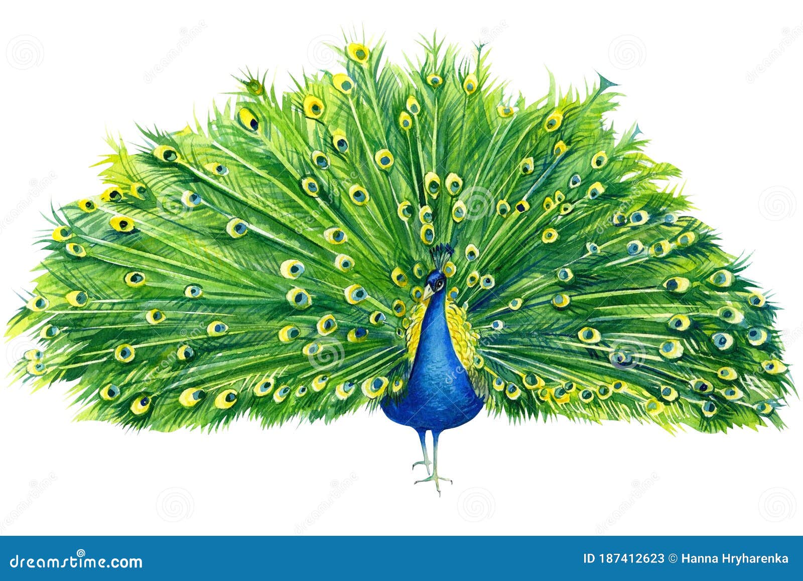 Peacock Drawing Stock Illustrations – 9,736 Peacock Drawing Stock  Illustrations, Vectors & Clipart - Dreamstime