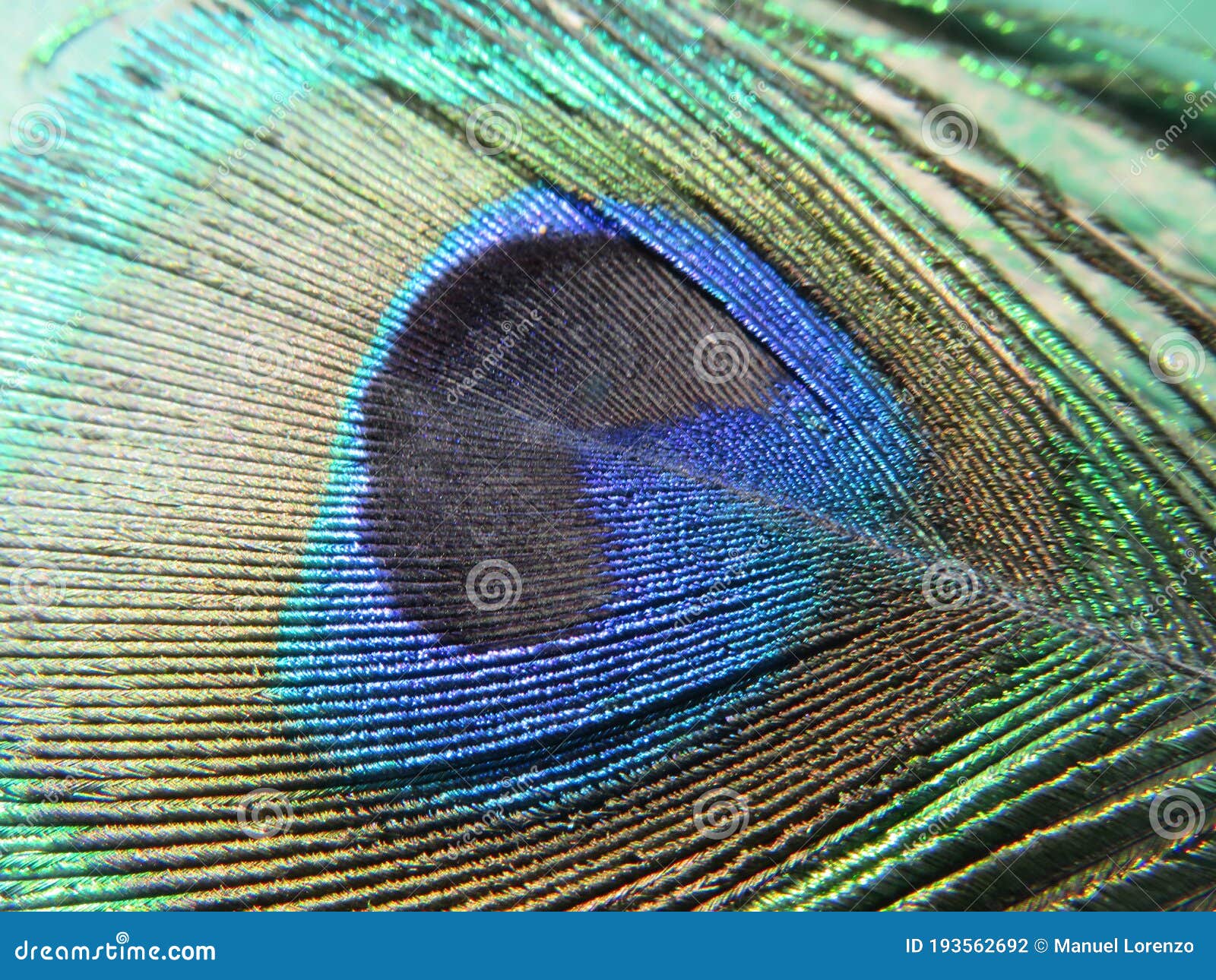 beautiful peacock of fantastic bright colors of long feathers