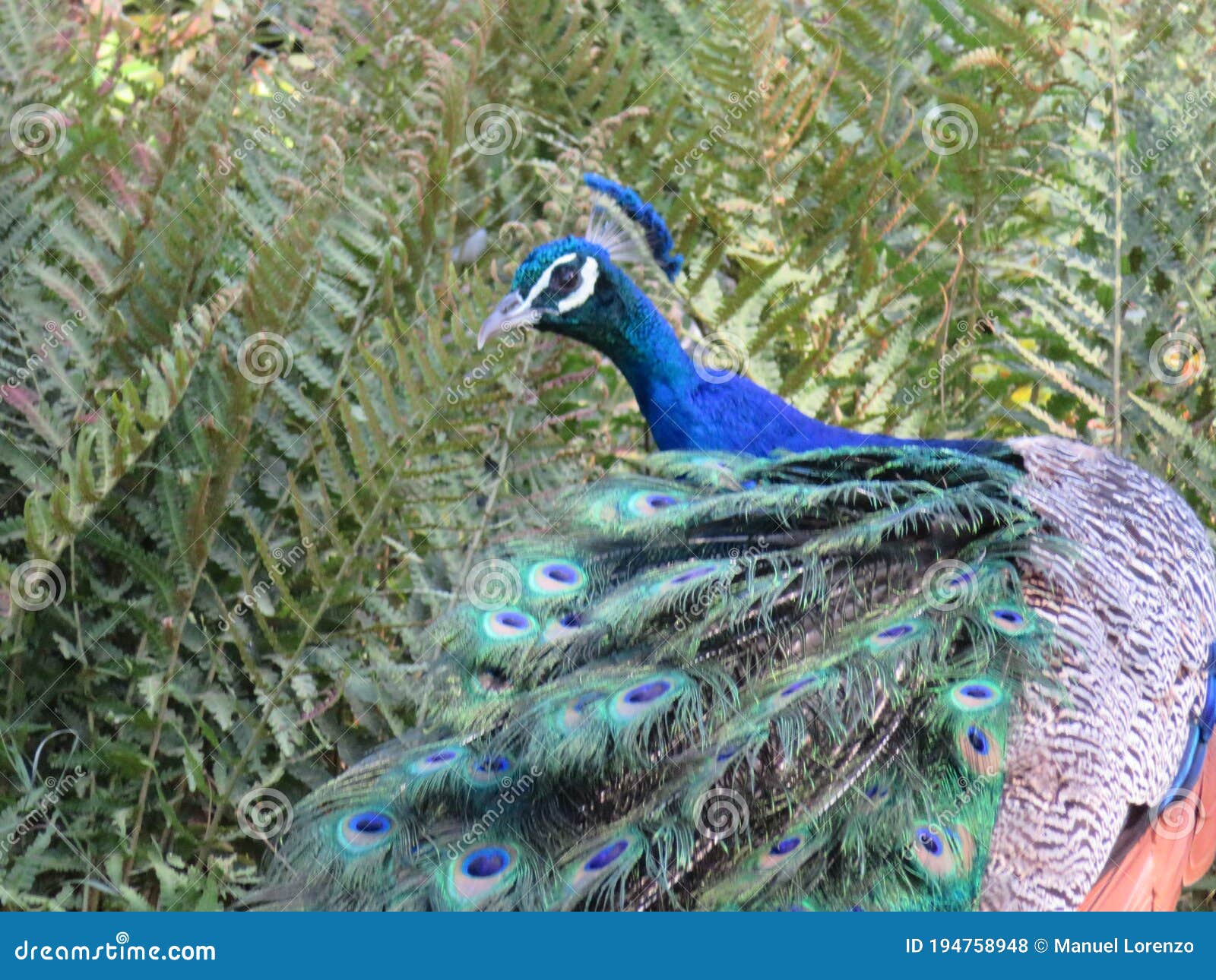 beautiful peacock of fantastic bright colors of long feathers