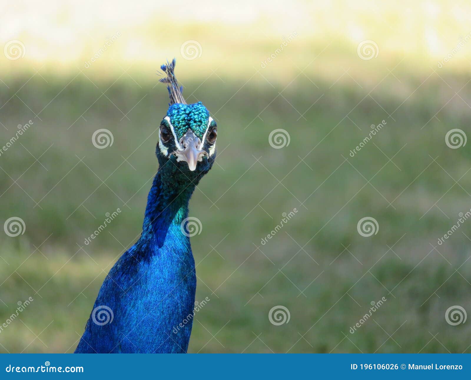 beautiful peacock of fantastic bright colors of long feathers