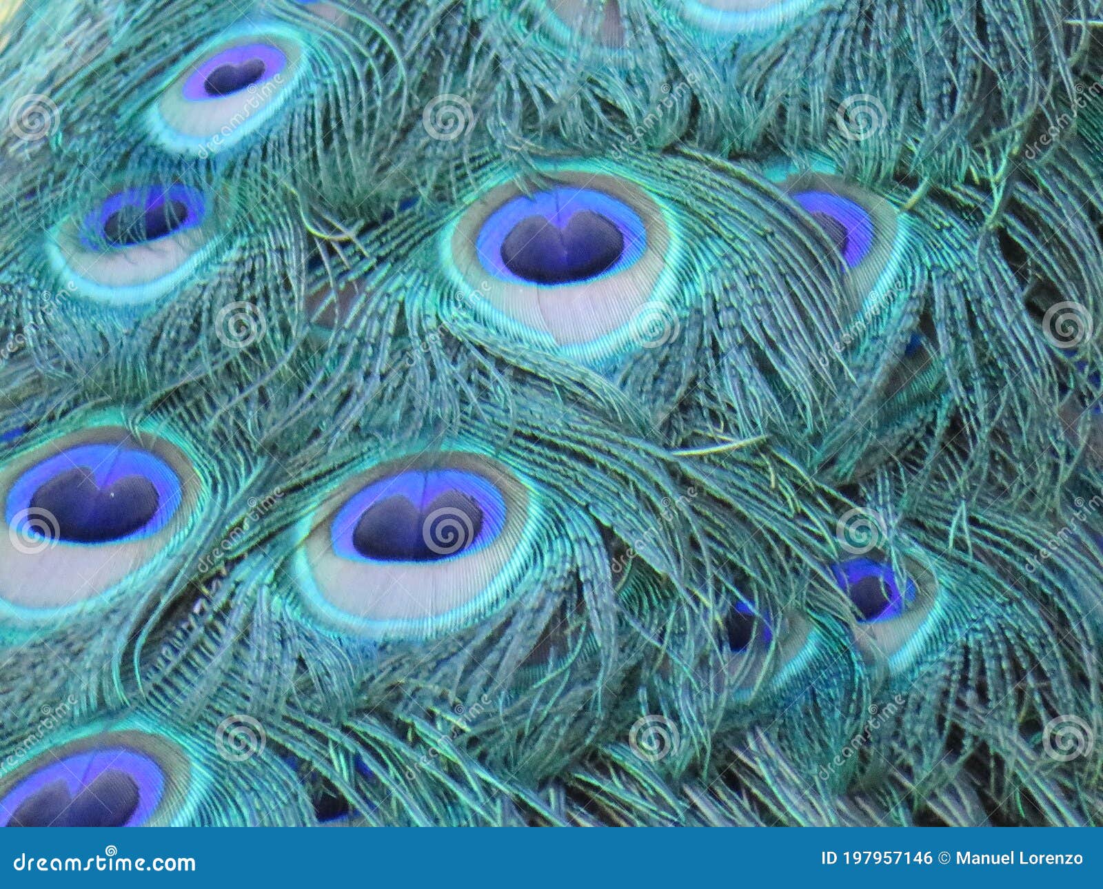 beautiful peacock of fantastic bright colors of long feathers