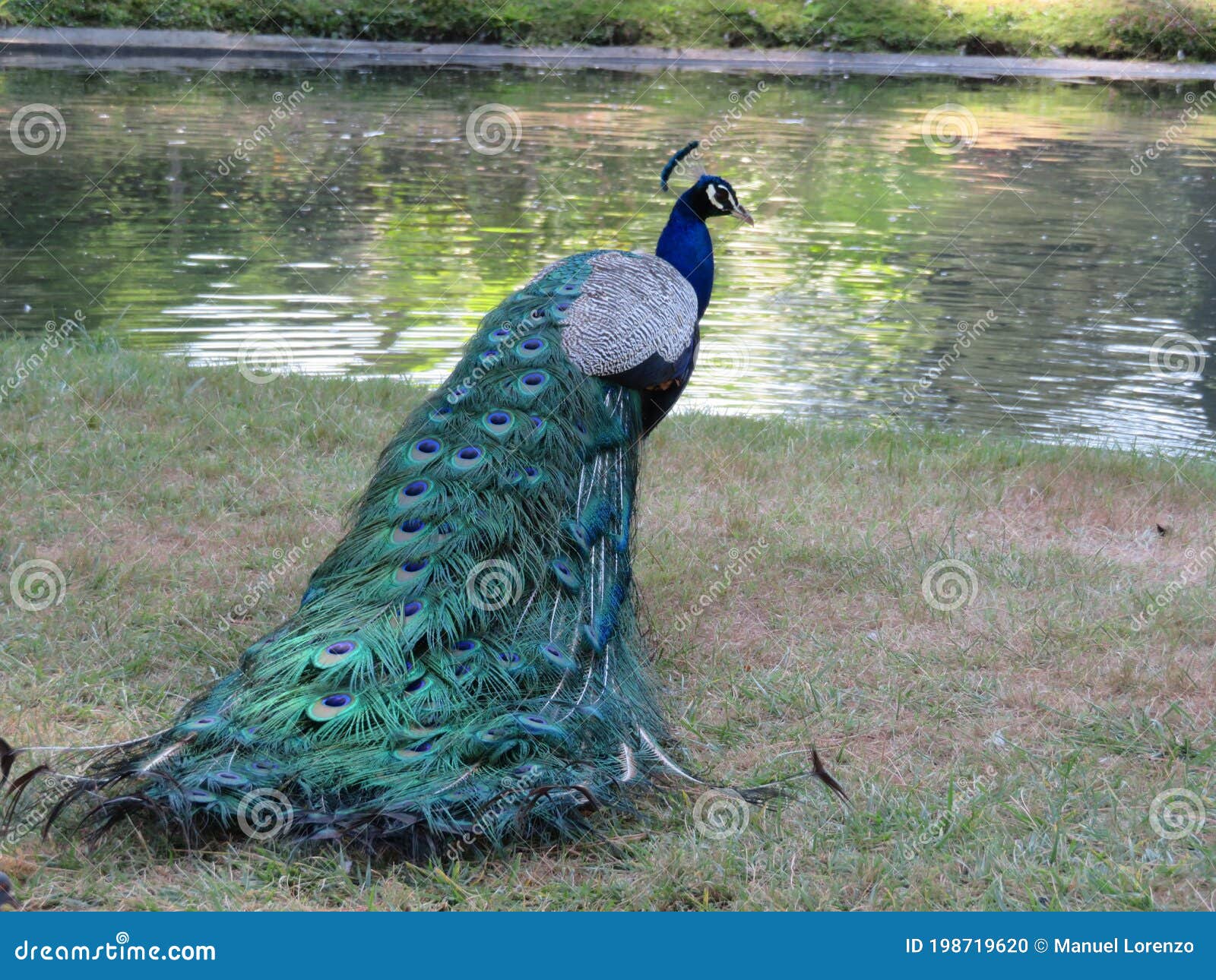 beautiful peacock of fantastic bright colors of long feathers