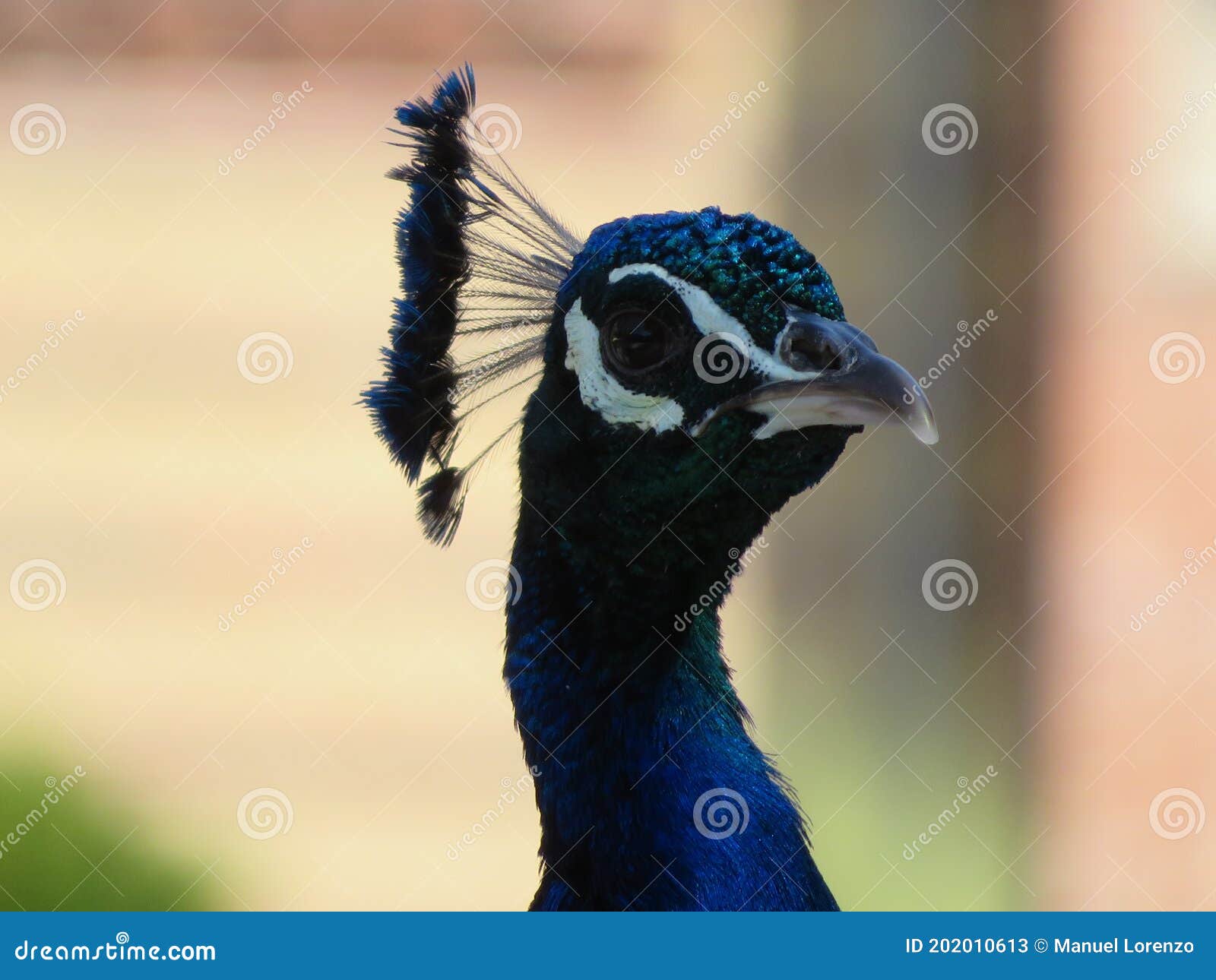 beautiful peacock of fantastic bright colors of long feathers