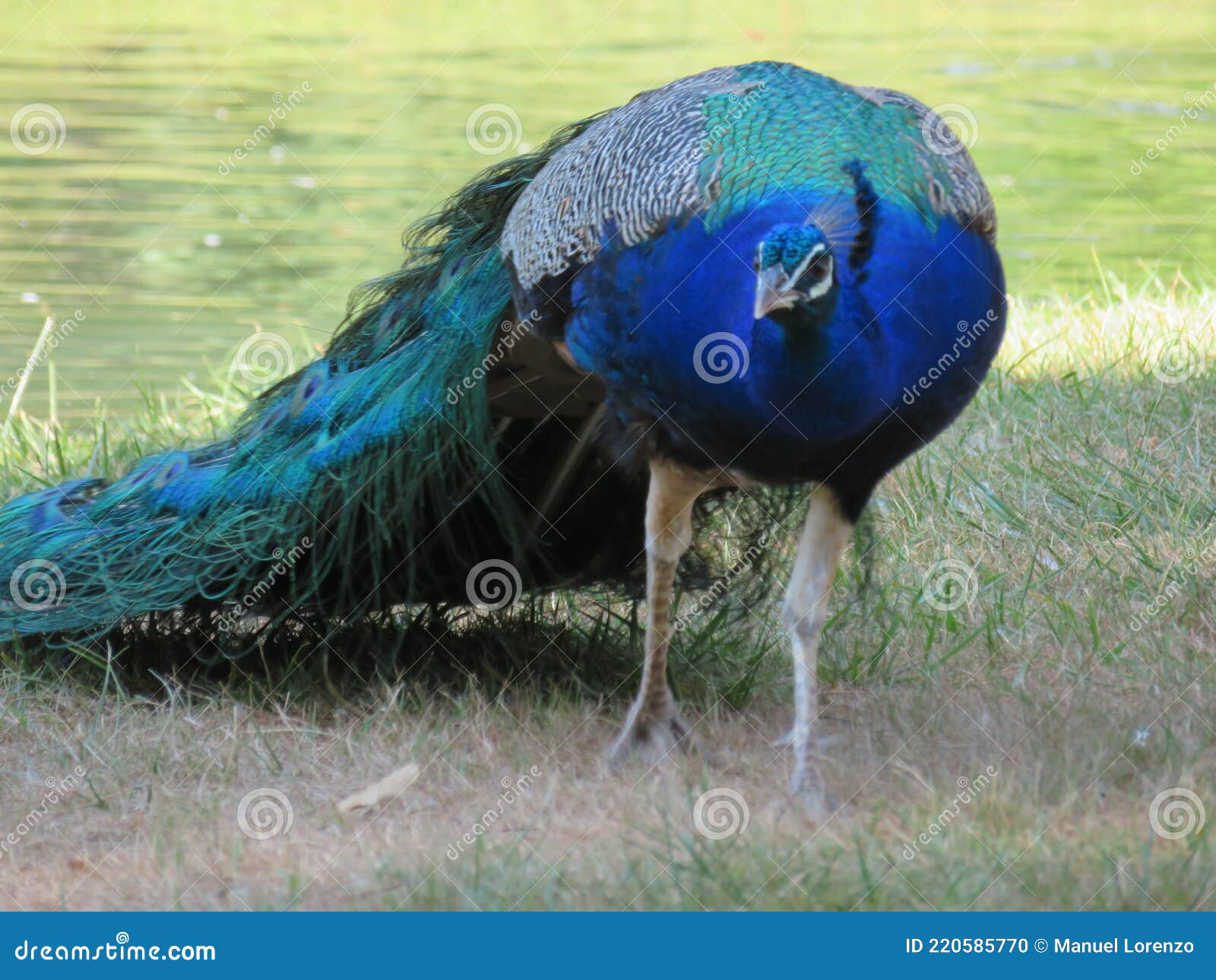 beautiful peacock of fantastic bright colors of long feathers