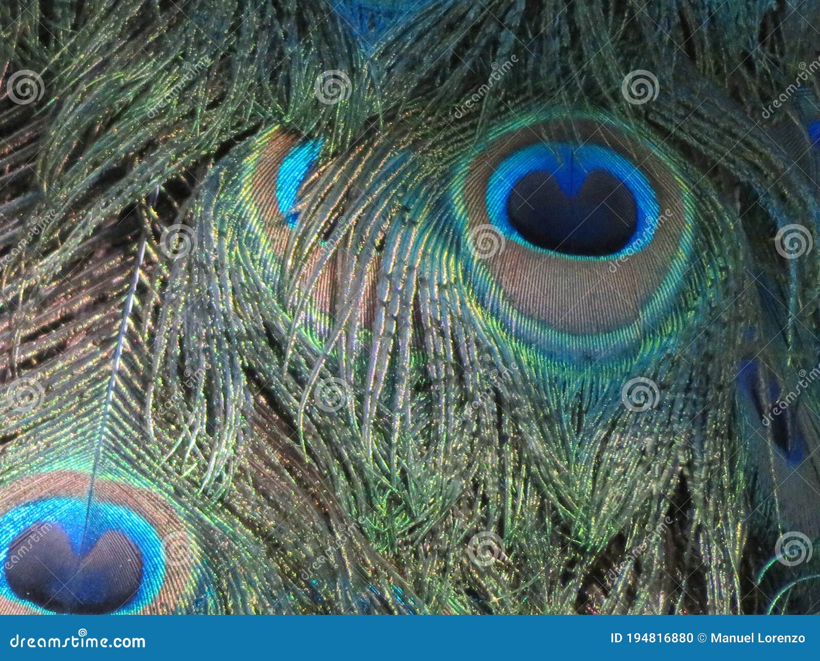 beautiful peacock of fantastic bright colors of long feathers