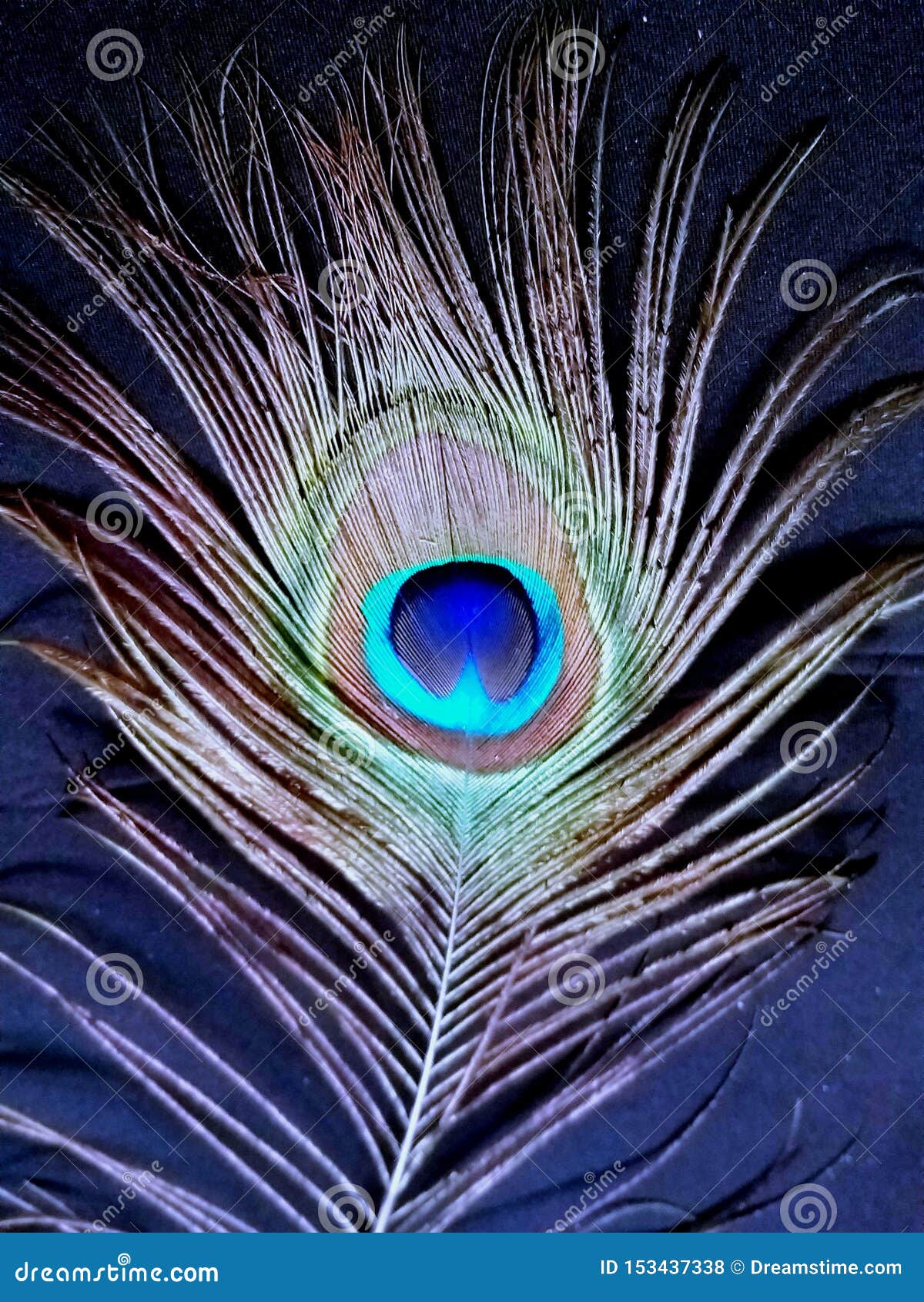 A Beautiful Peacock Feather on a Black Background Stock Photo - Image of  custom, asian: 153437338