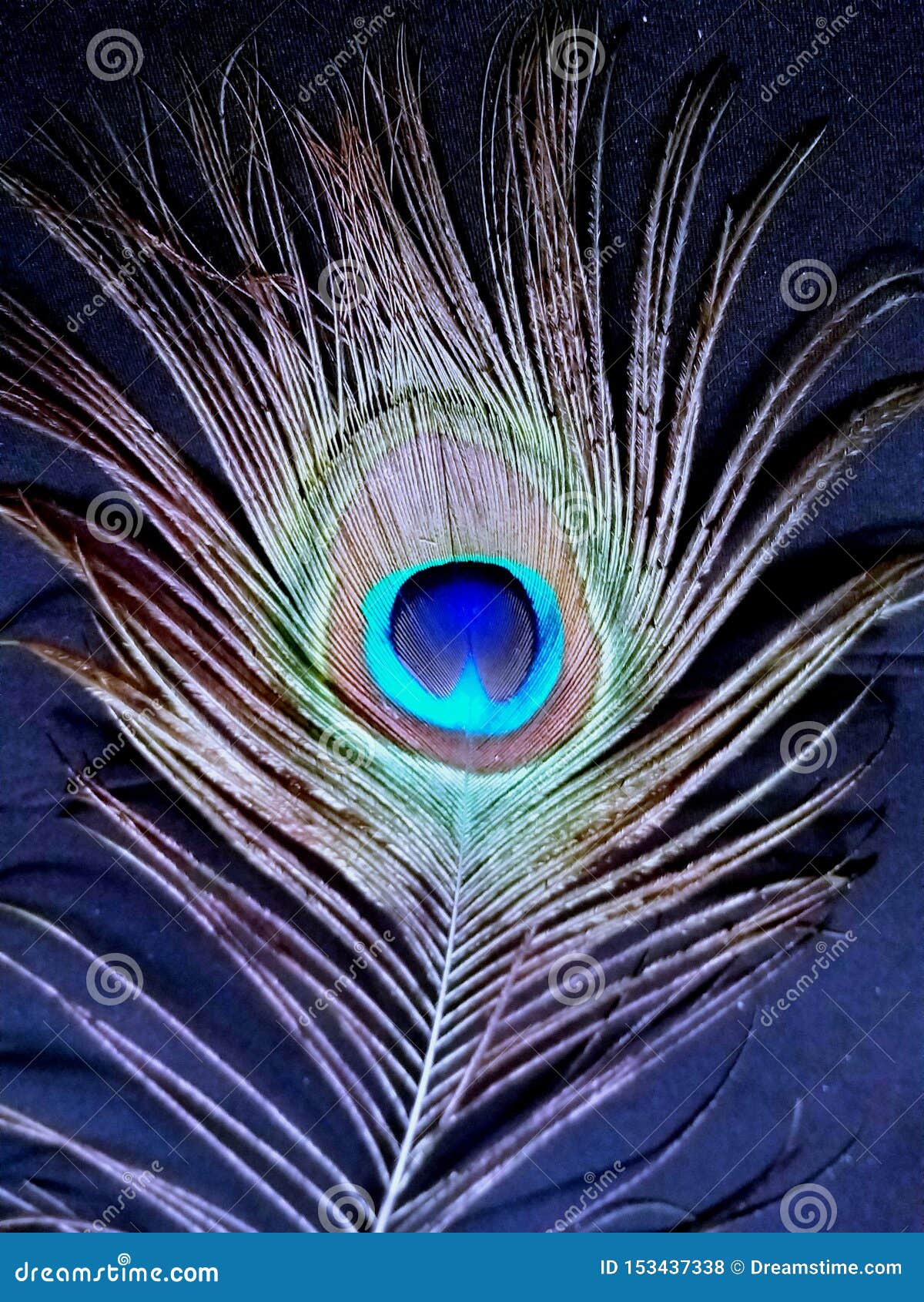 A Beautiful Peacock Feather on a Black Background Stock Photo - Image