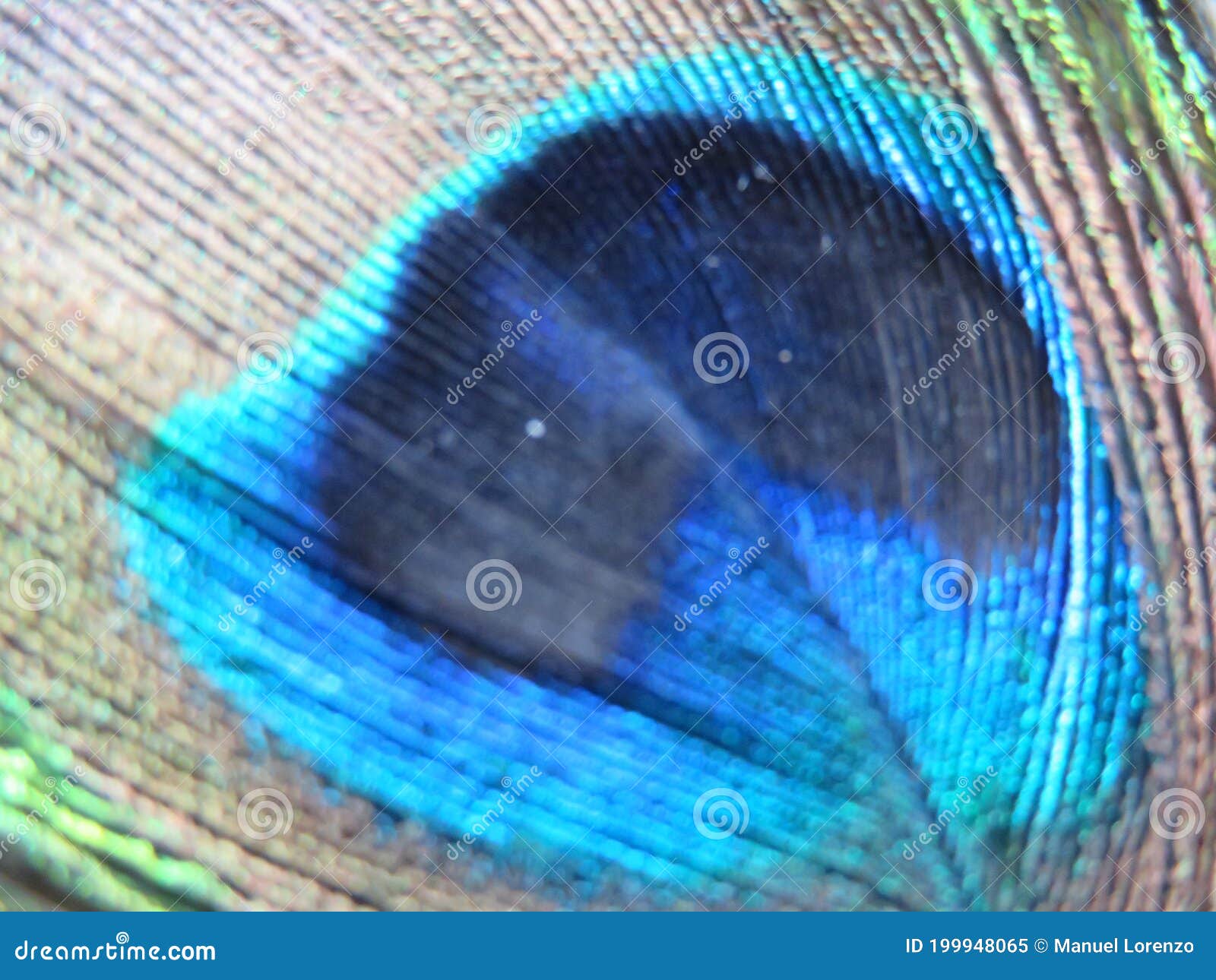 beautiful peacock feather with lots of colorful blue