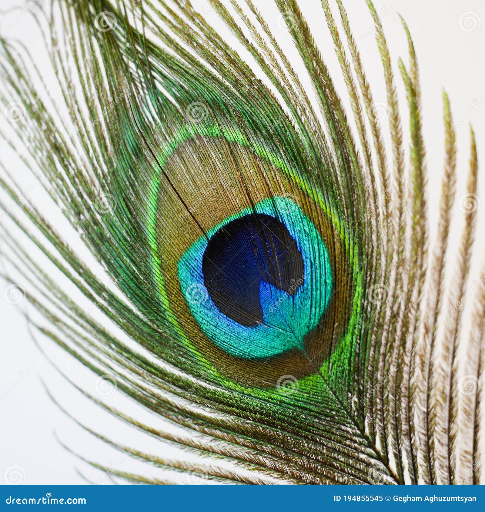 Beautiful peacock feather stock image. Image of animal - 194855545