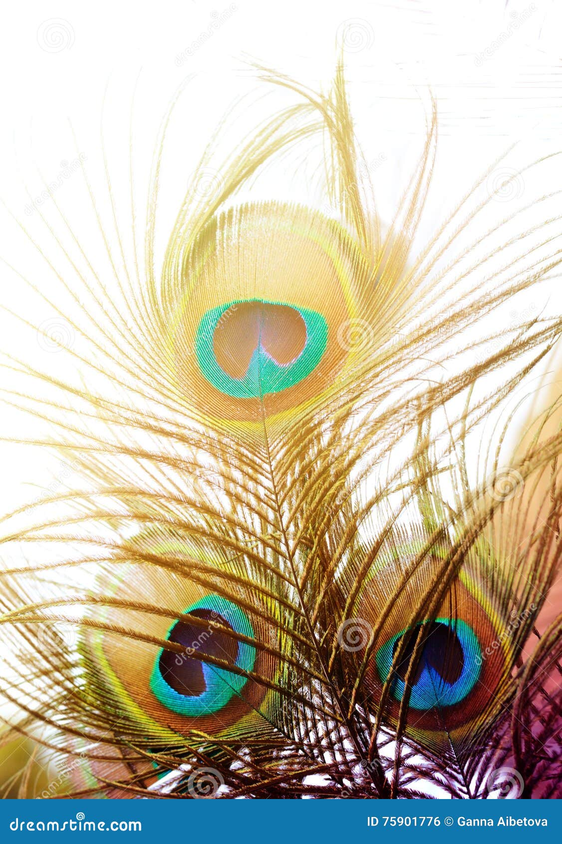 Beautiful Peacock Feathers. Bird Feather Background Stock Photo - Image ...