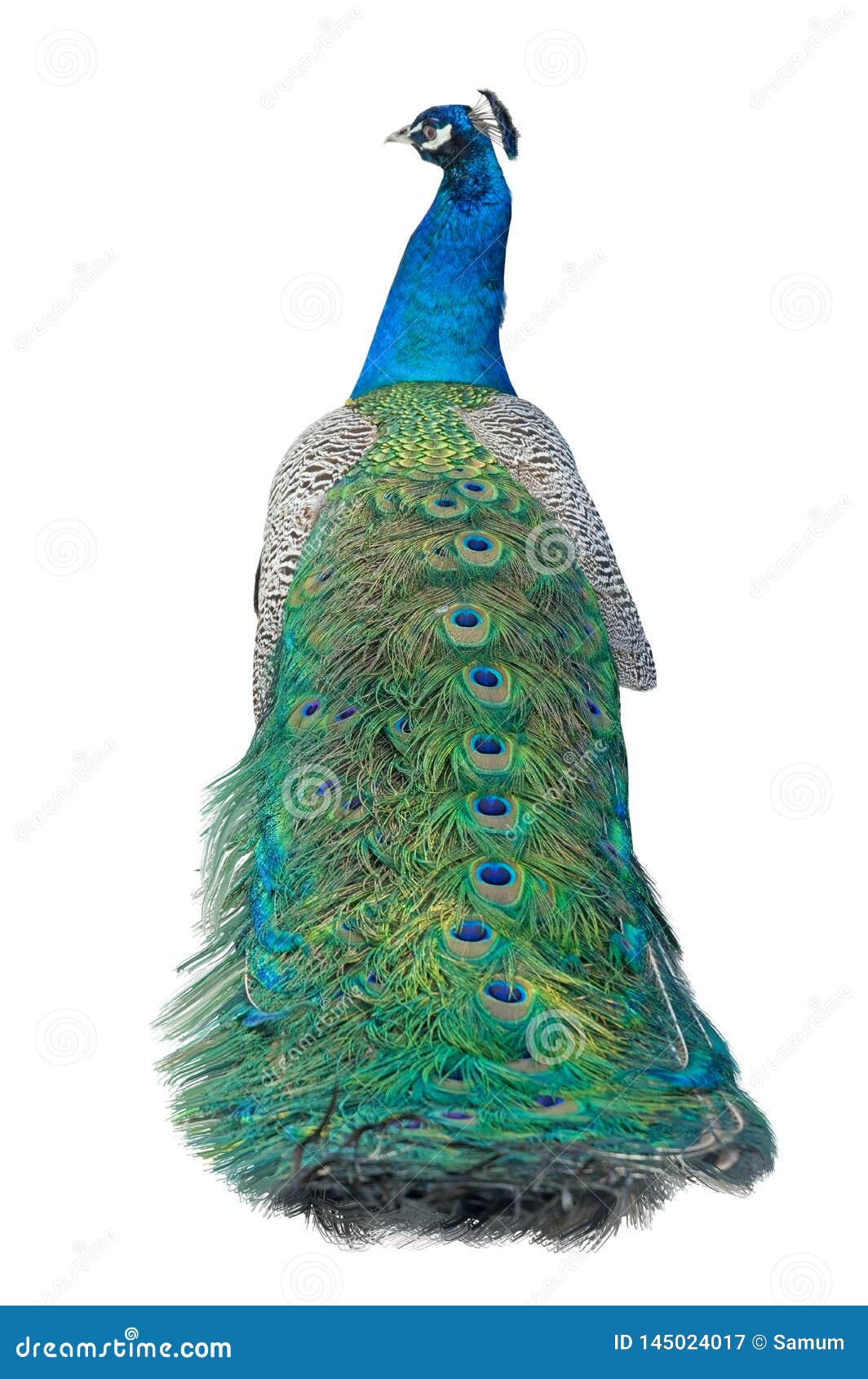 Beautiful Peacock Isolated on White Stock Image - Image of space ...