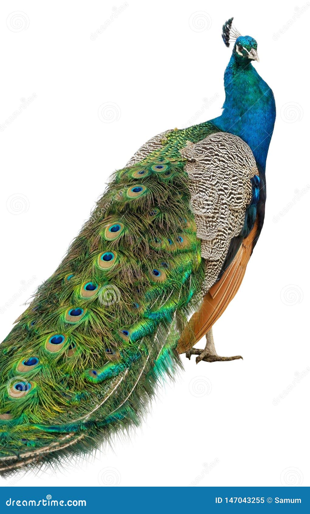 Beautiful Peacock Isolated on White Stock Image - Image of ...