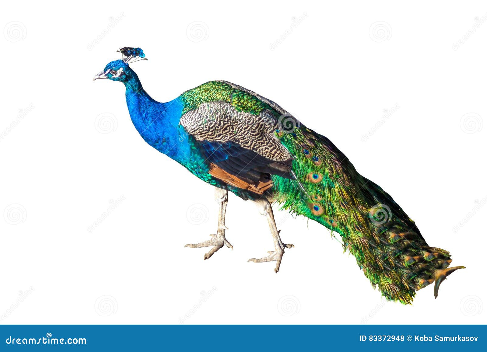 Beautiful Peacock Isolated on White Background Stock Photo - Image ...