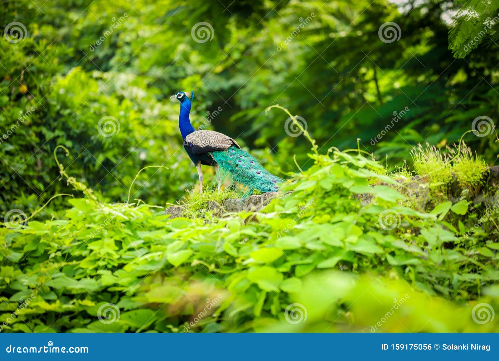 Beautiful Peacock in the Jungle Stock Photo - Image of nature ...