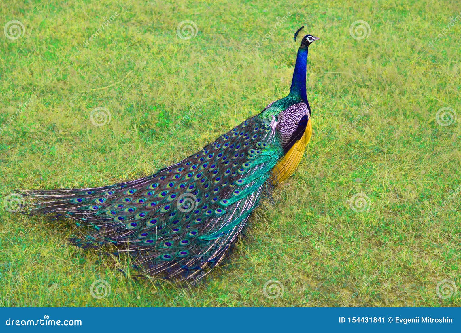 Beautiful Peacock with Open Tail, in Natural Habitat Stock Image ...