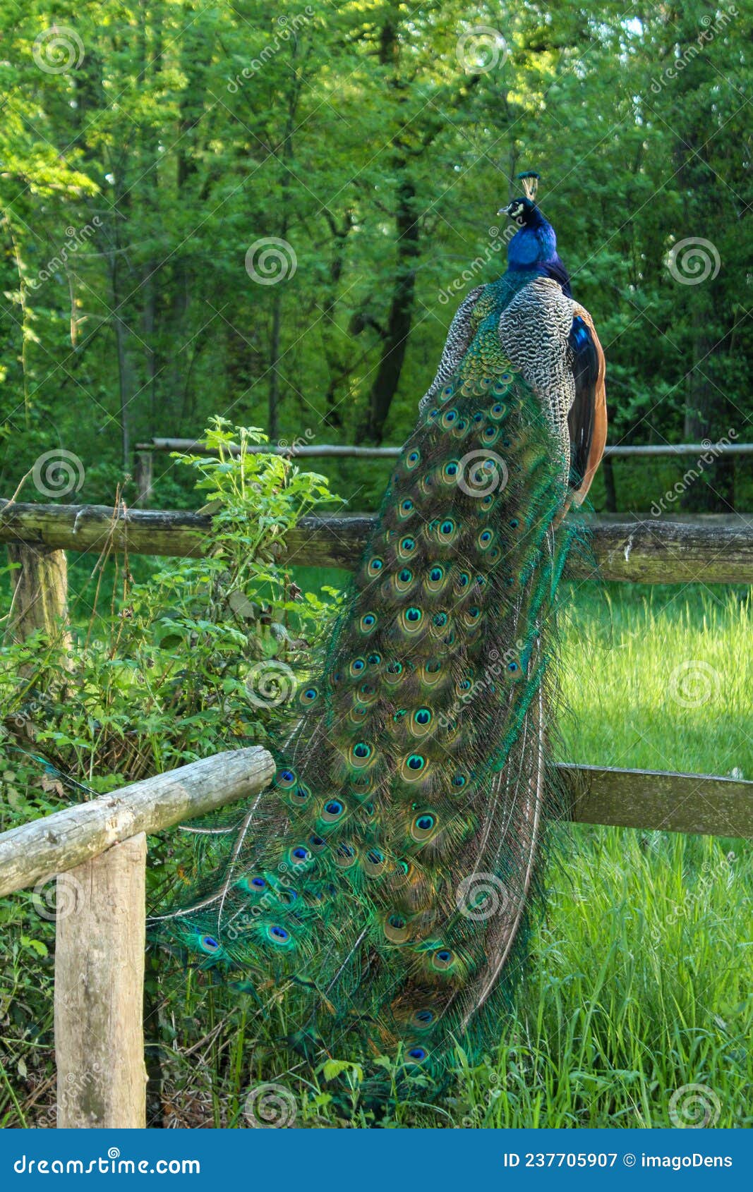 A Beautiful Peacock Sitting on a Fence on the Peacock Island in ...