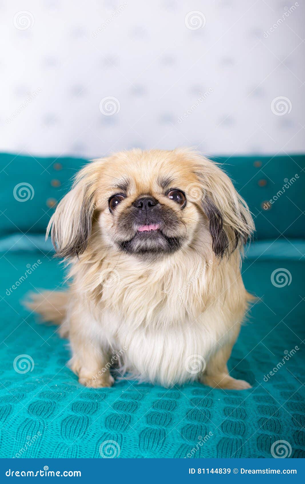 pekingese blanket