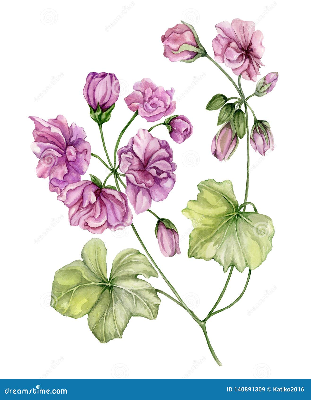 Beautiful Pelargonium Flower Twig with Green Leaves and Closed Buds ...