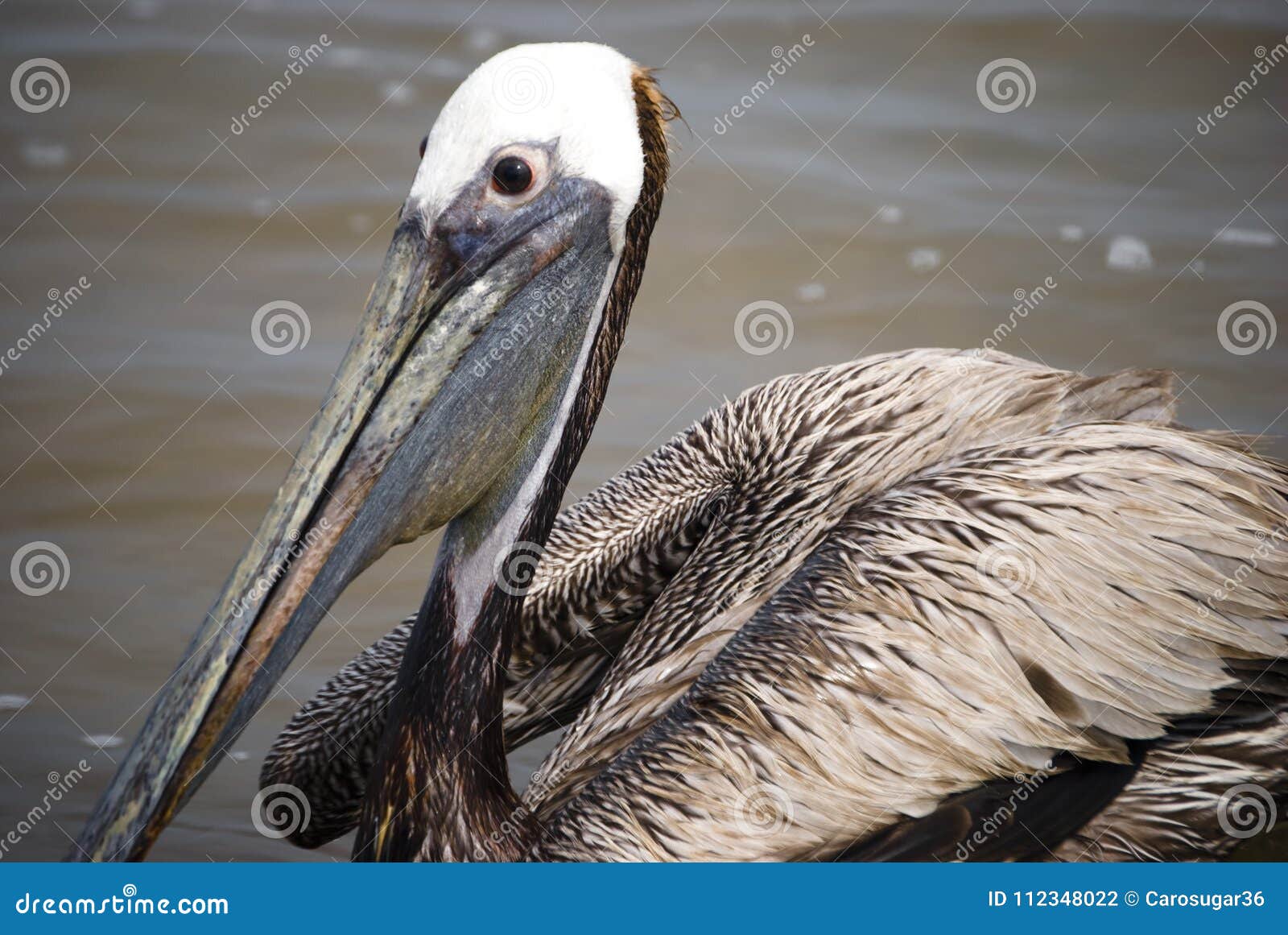 beautiful pelican portrait