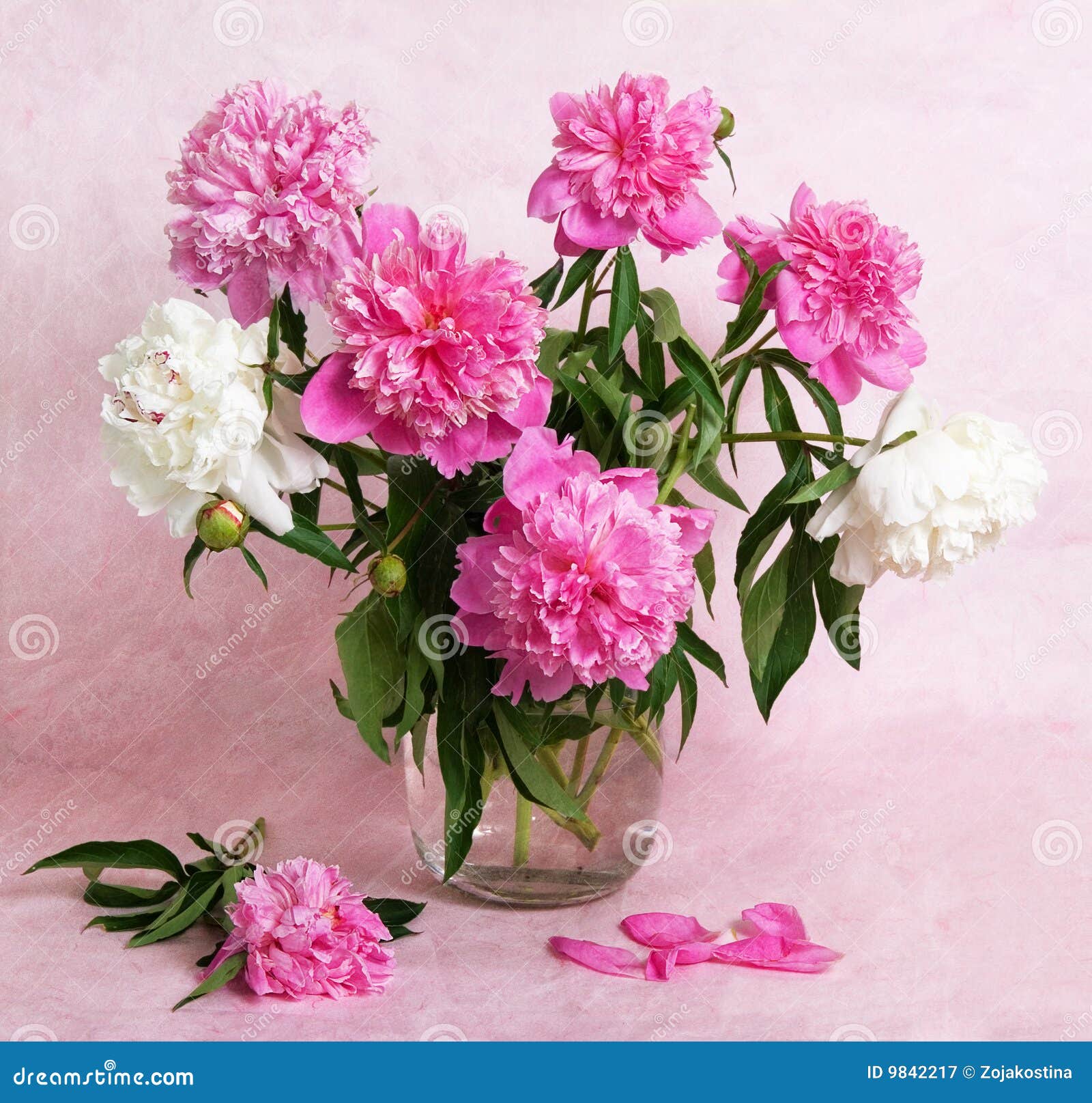 Beautiful Peonies in a Glass Vase Stock Image - Image of ornamental ...